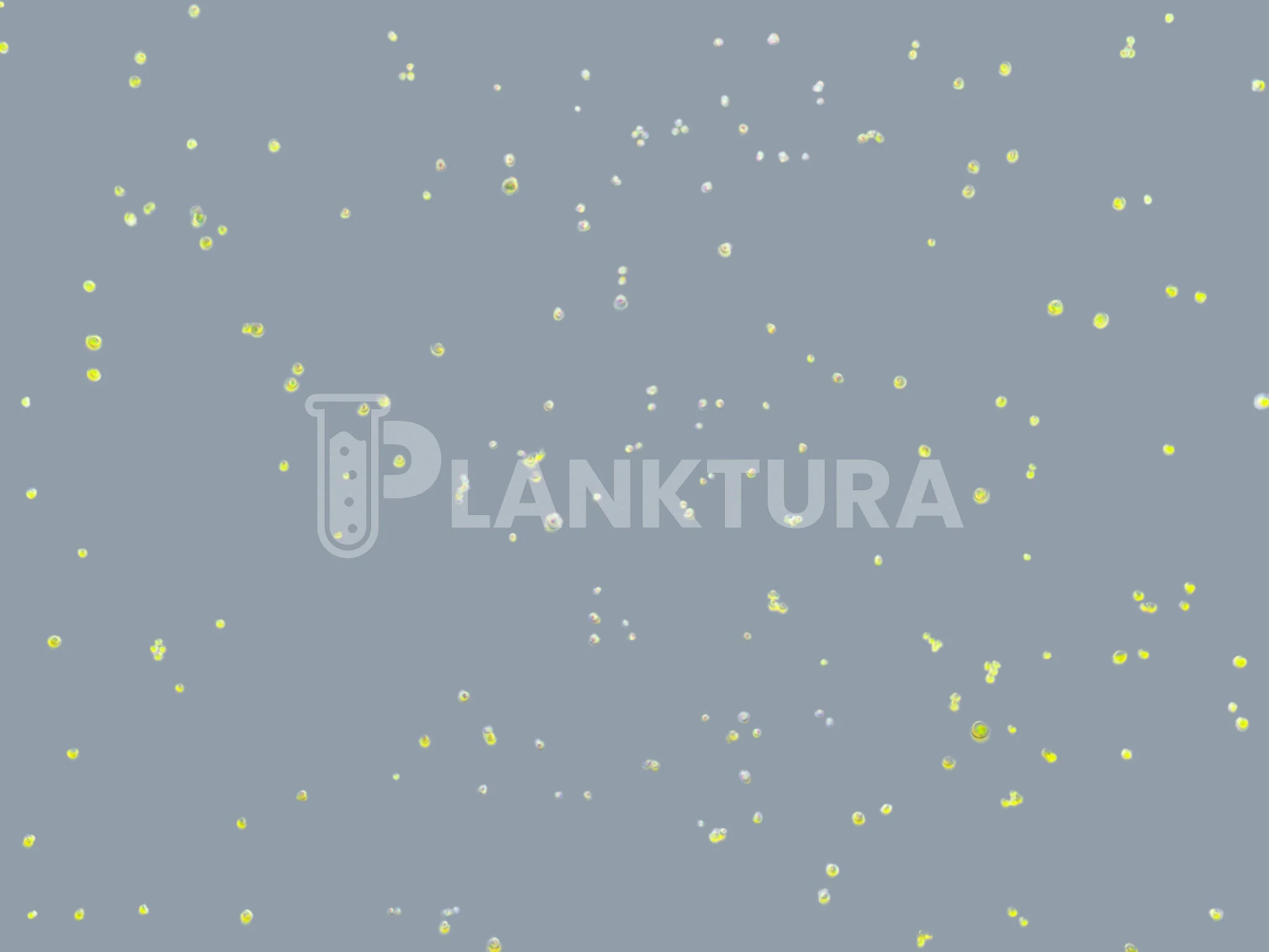 Nannochloropsis Live Phytoplankton - Coral Shots - Image 2