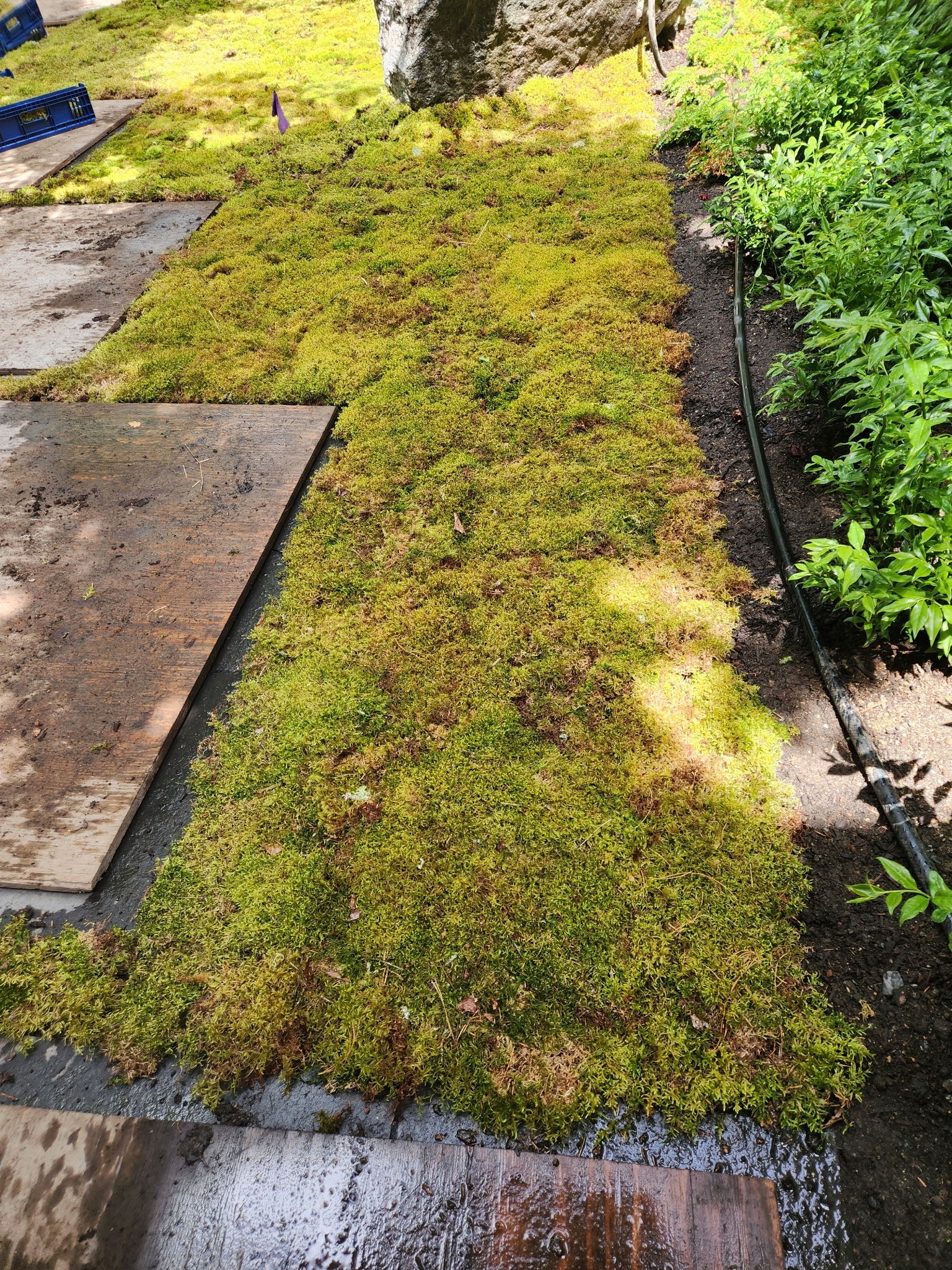 Natural Canadian Forest Moss - Revita-Moss™ (Pleurozium schreberi) - Image 13