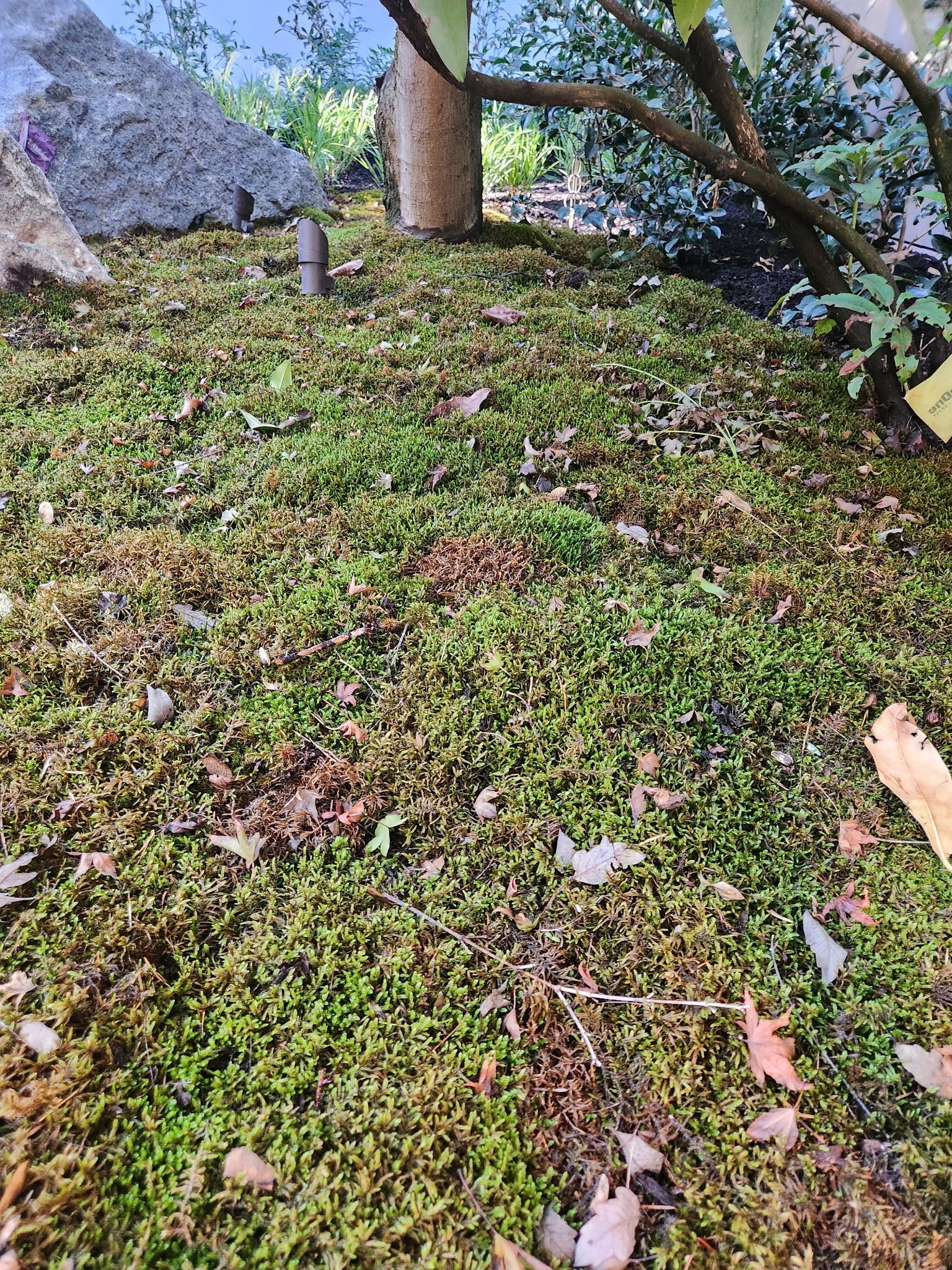 Natural Canadian Forest Moss - Revita-Moss™ (Pleurozium schreberi) - Image 4