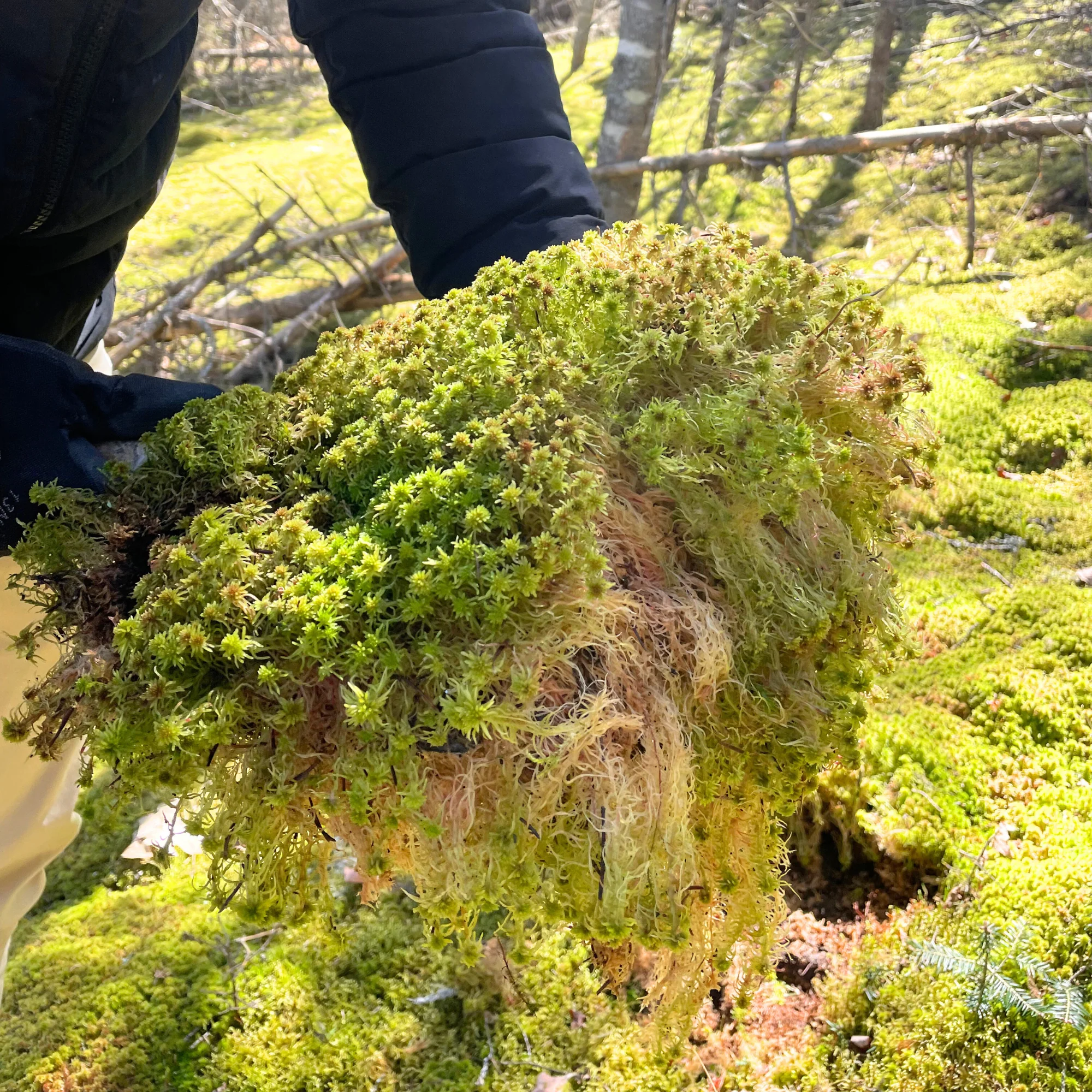 Natural Canadian Sphagnum Moss - Revita-Moss - Image 5