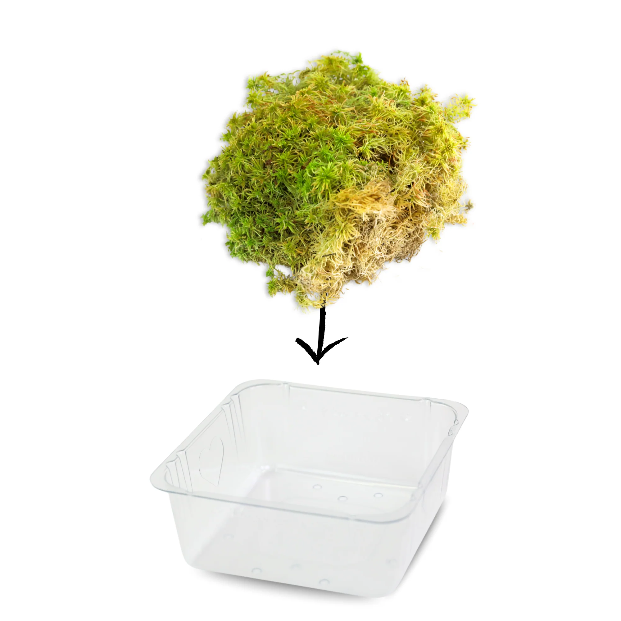 Natural Canadian Sphagnum Moss - Revita-Moss - Image 8