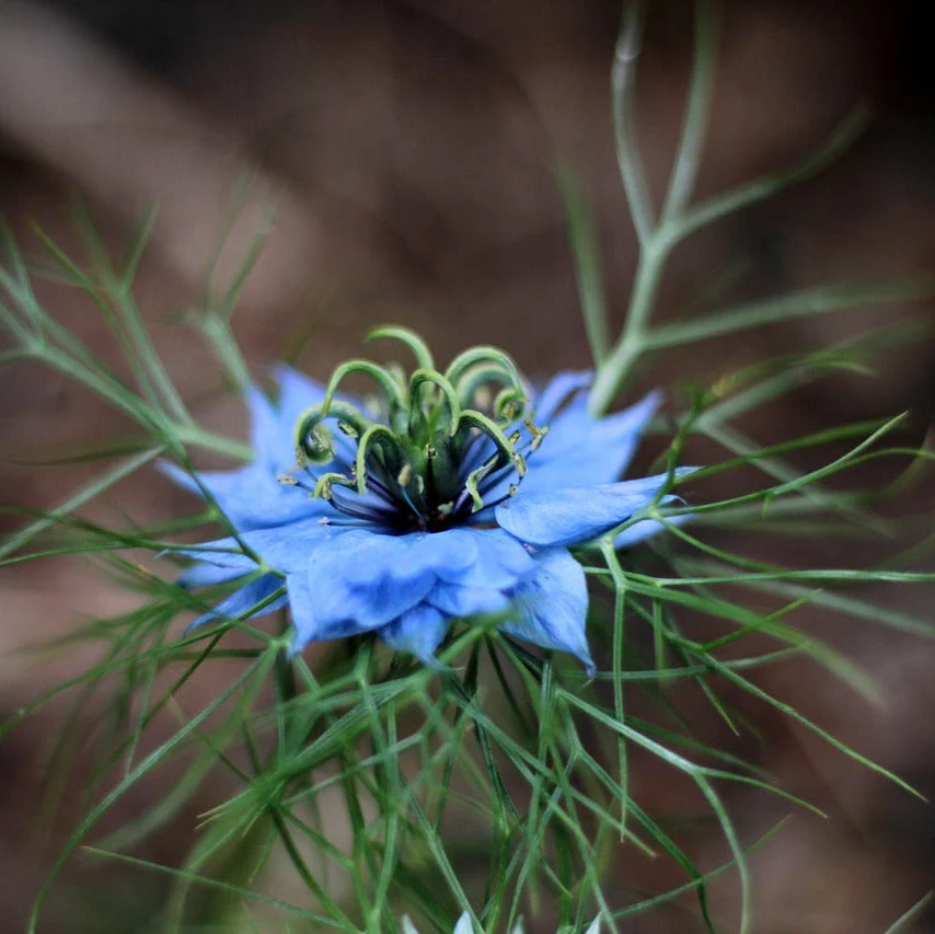 Nigella - Image 2