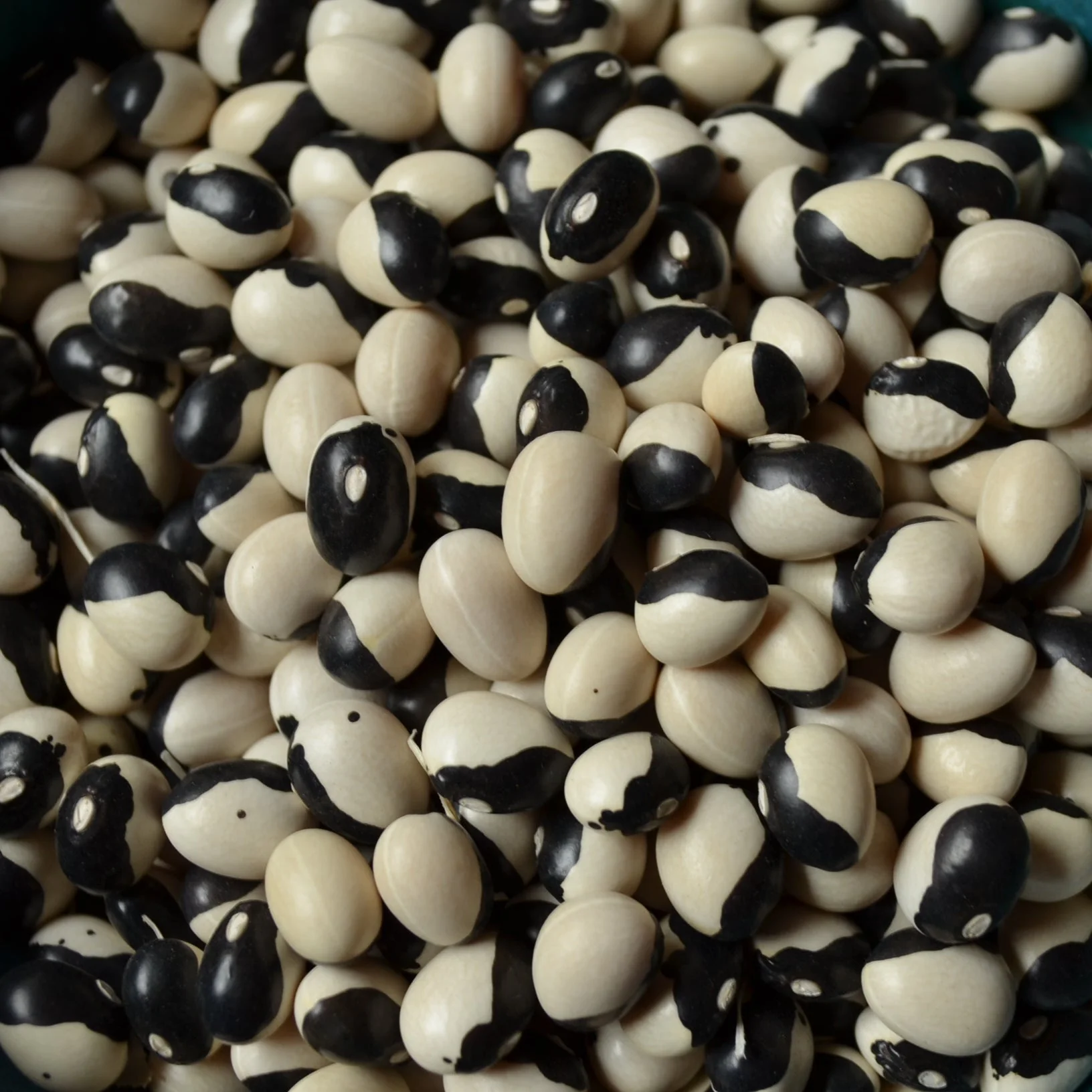 Orca Bush Bean - Image 2