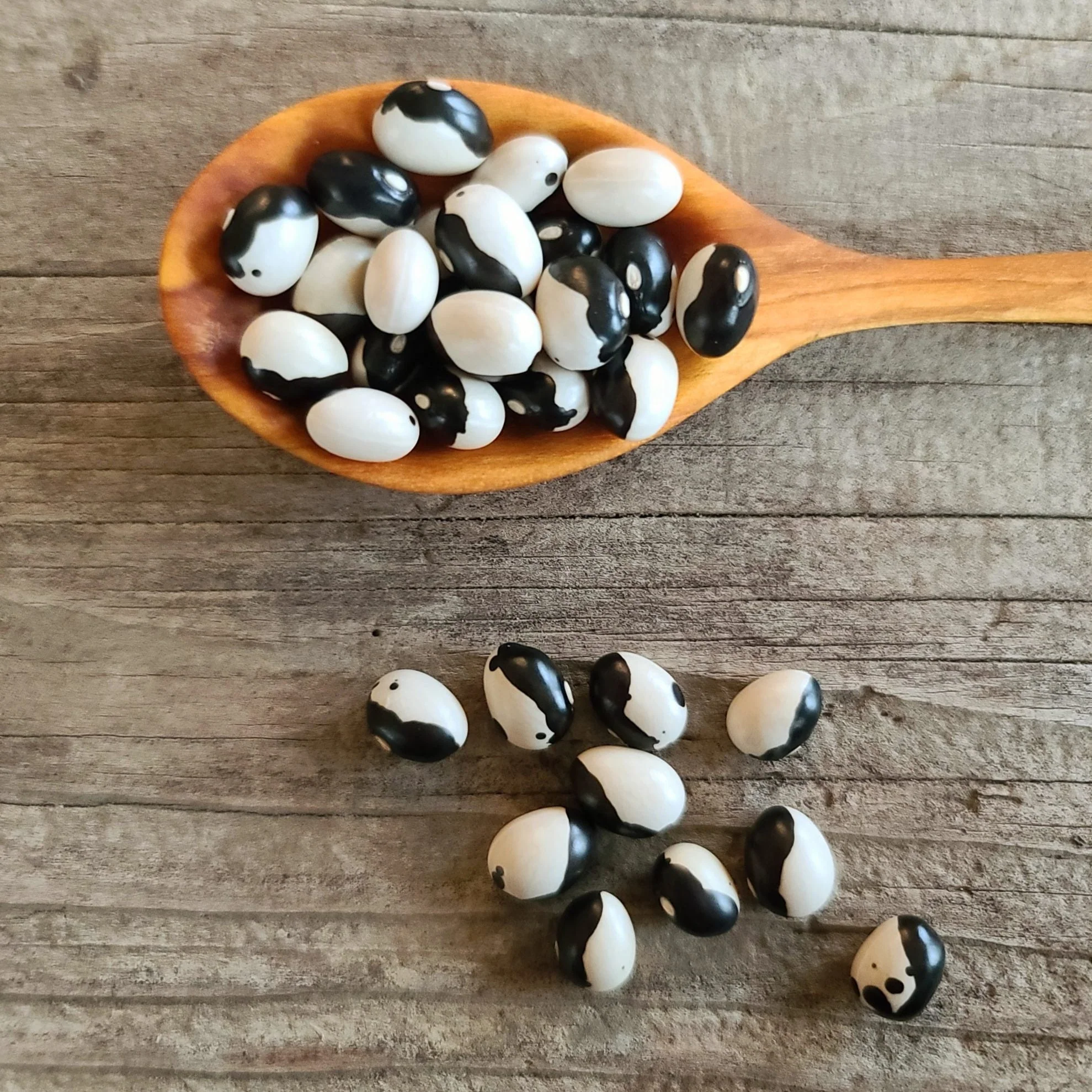 Orca Bush Bean - Image 3