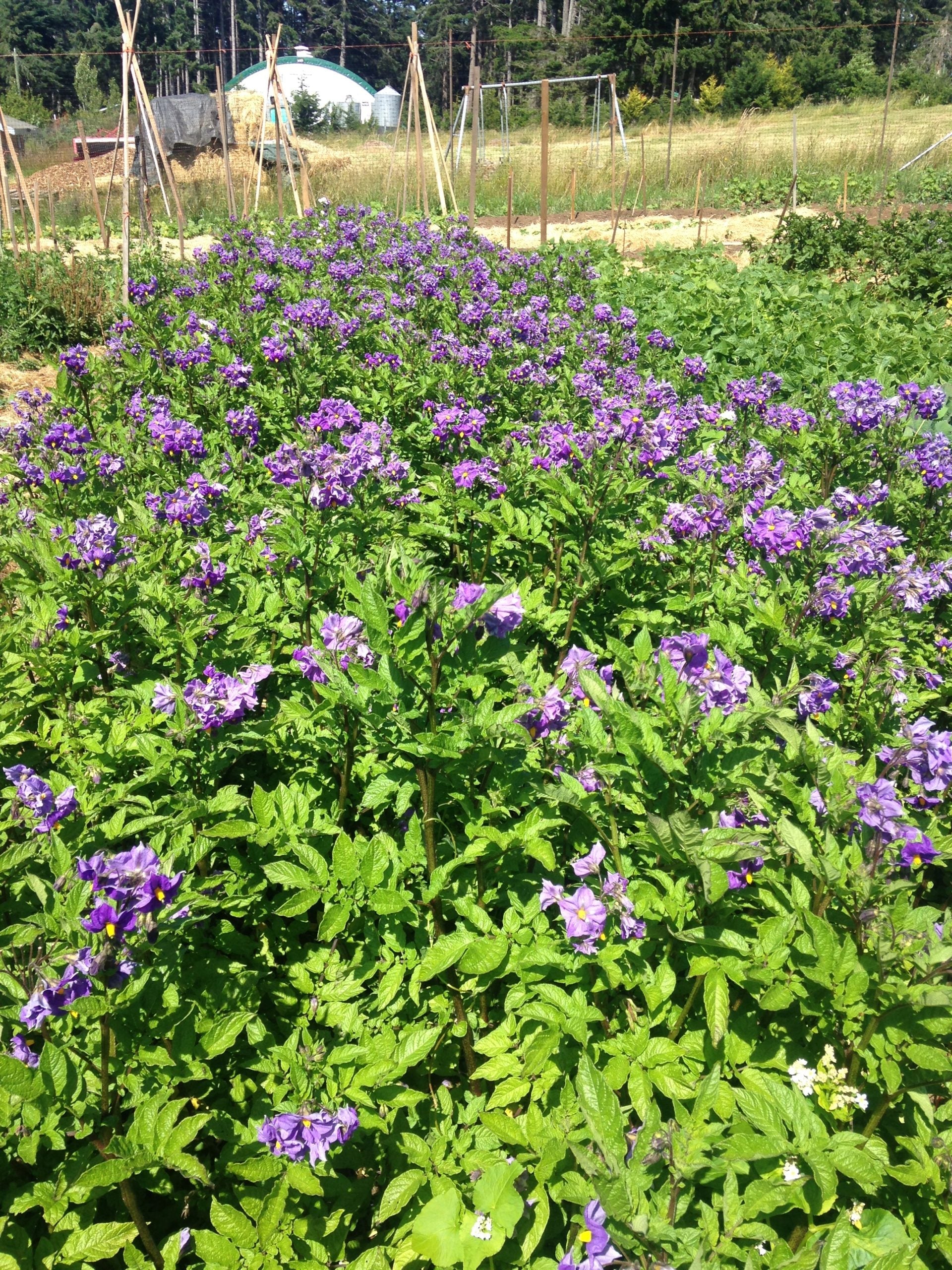 Orozco Seed Potatoes - Image 2