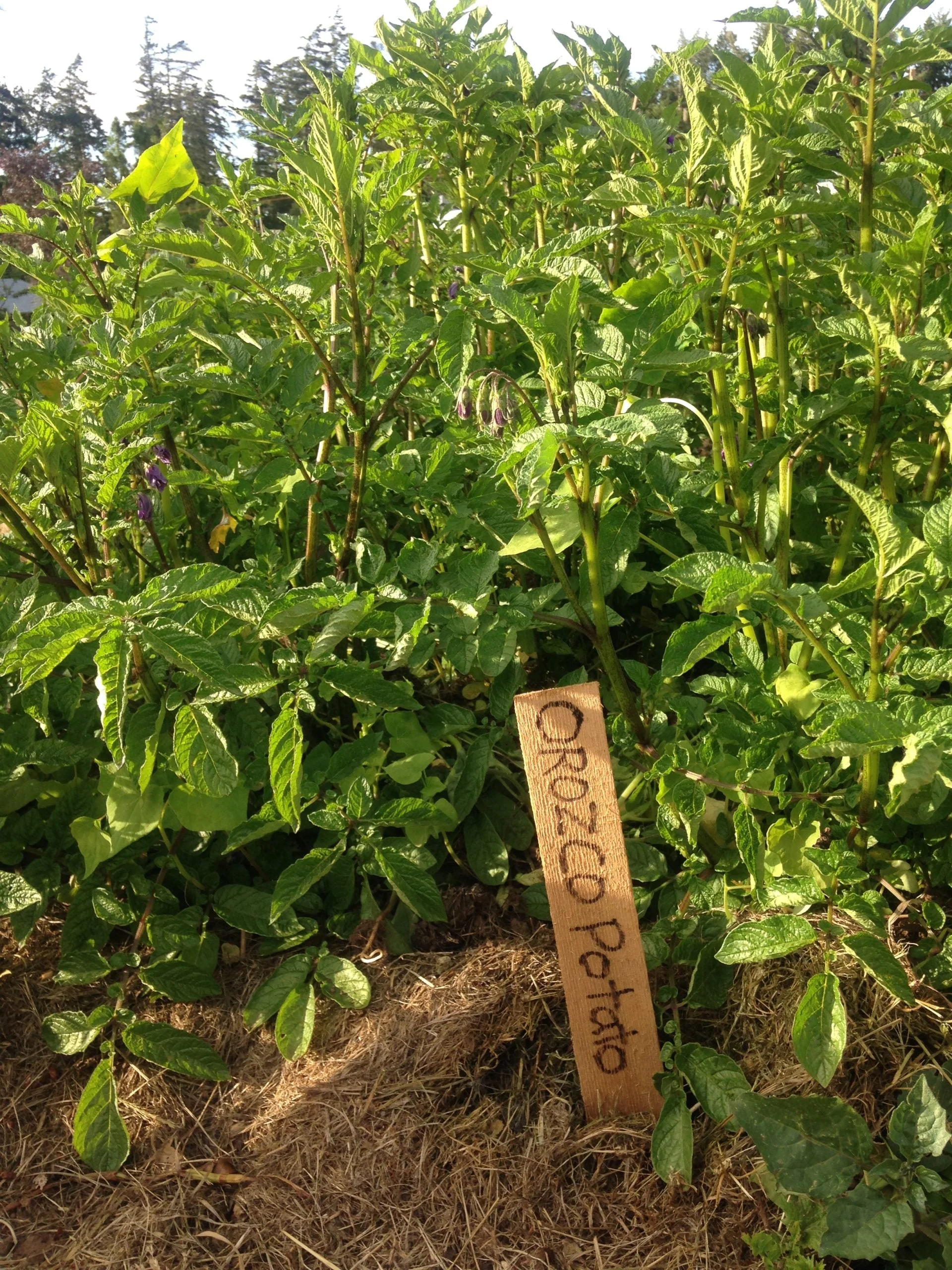 Orozco Seed Potatoes - Image 3