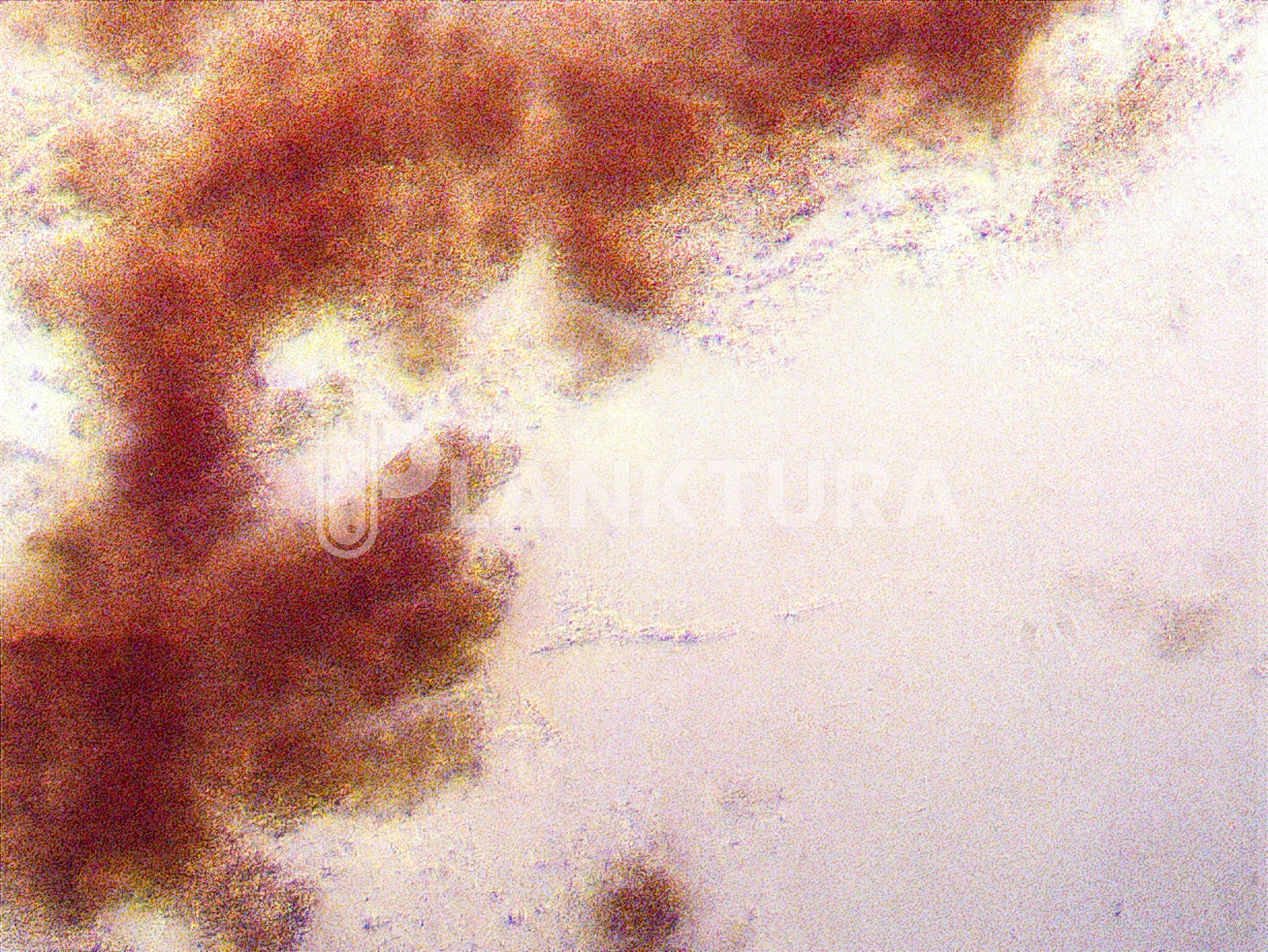 Palustris Live Bacteria - Bacto Fuel - Image 2