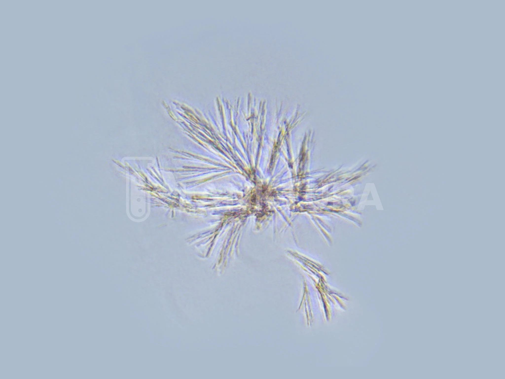 Palustris Live Bacteria - Bacto Fuel - Image 3