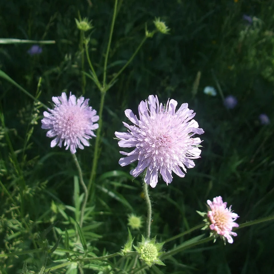 Pin Cushion Flower (Scabiosa) - Image 2