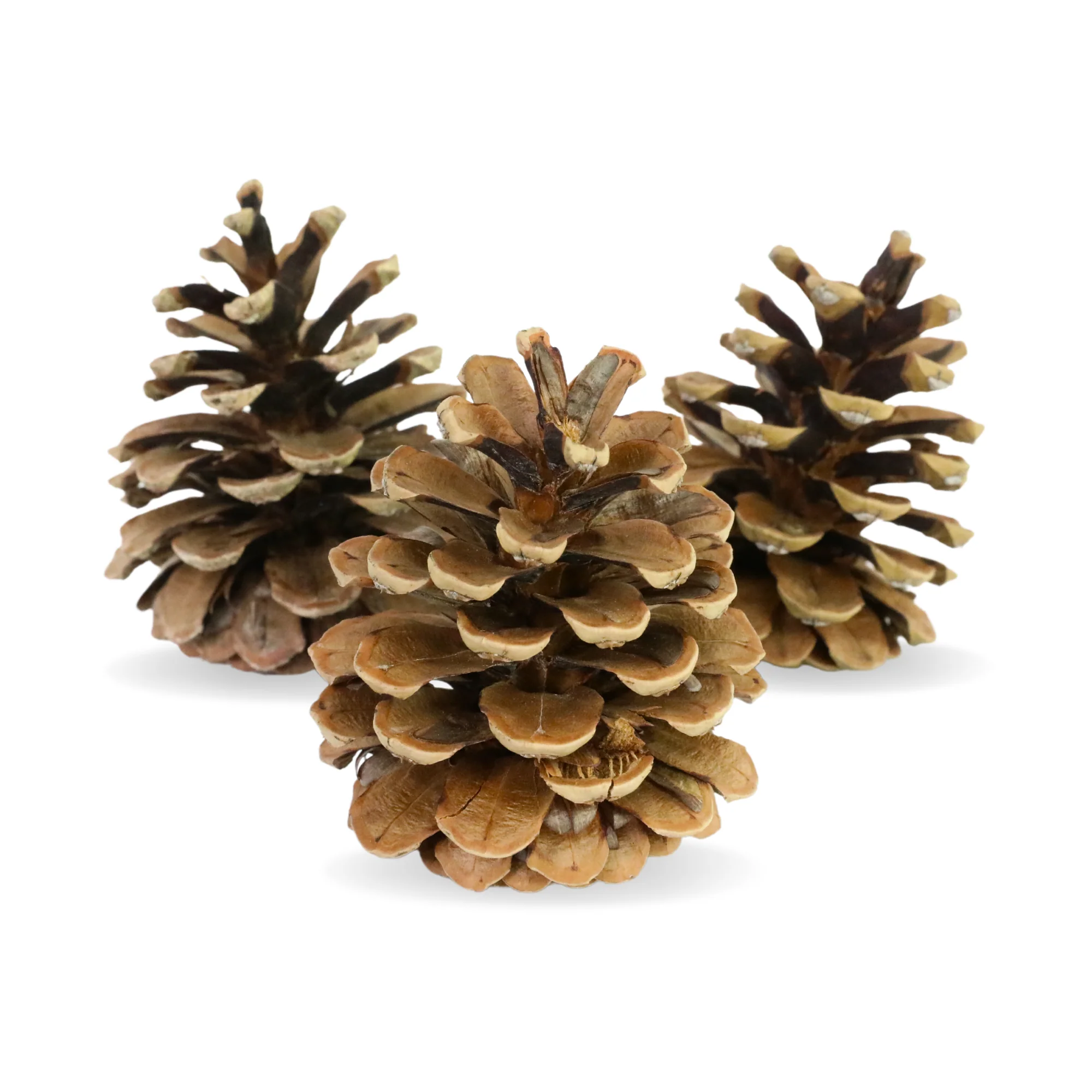 Pinecones - Natural & Frosted - Image 3