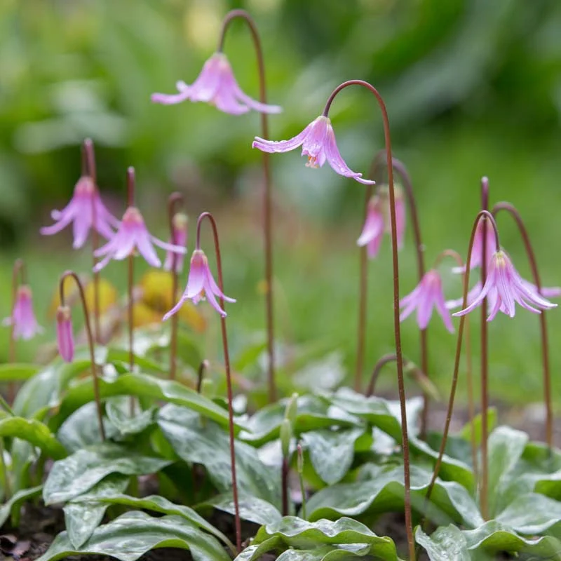 Pink Fawn Lily - Image 2