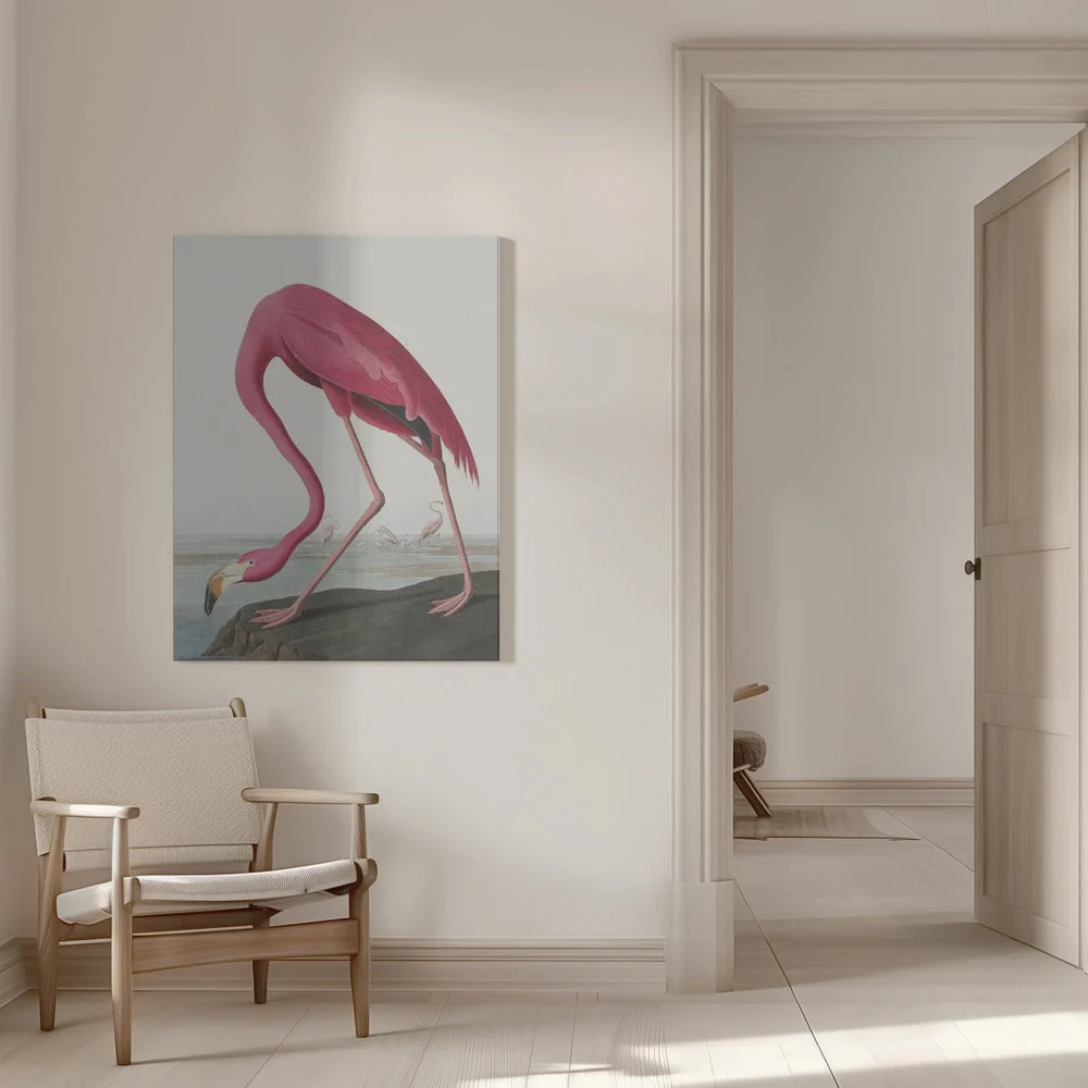 Pink Flamingo Ii From Birds of America (1827) - Image 9