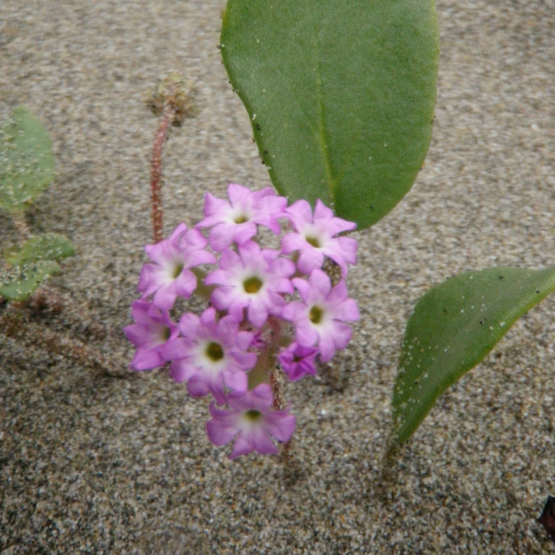 Pink Sand Verbena - Image 2