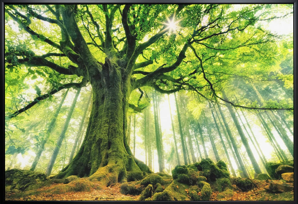 Ponthus' Beech - Image 3