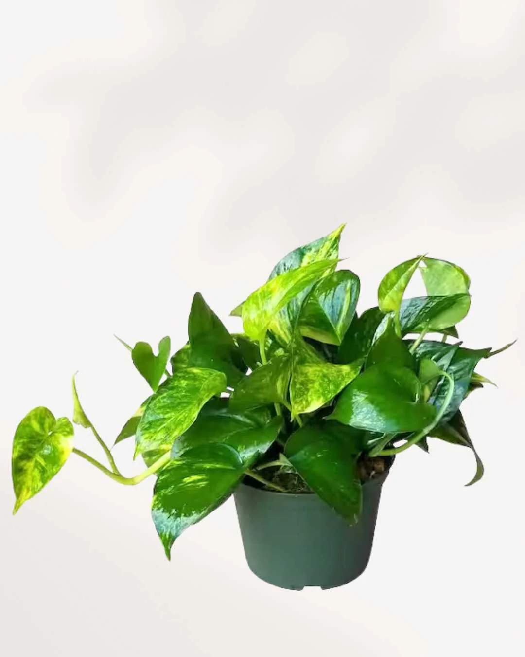 Pothos Golden - Epipremnum Aureum Golden - Image 6