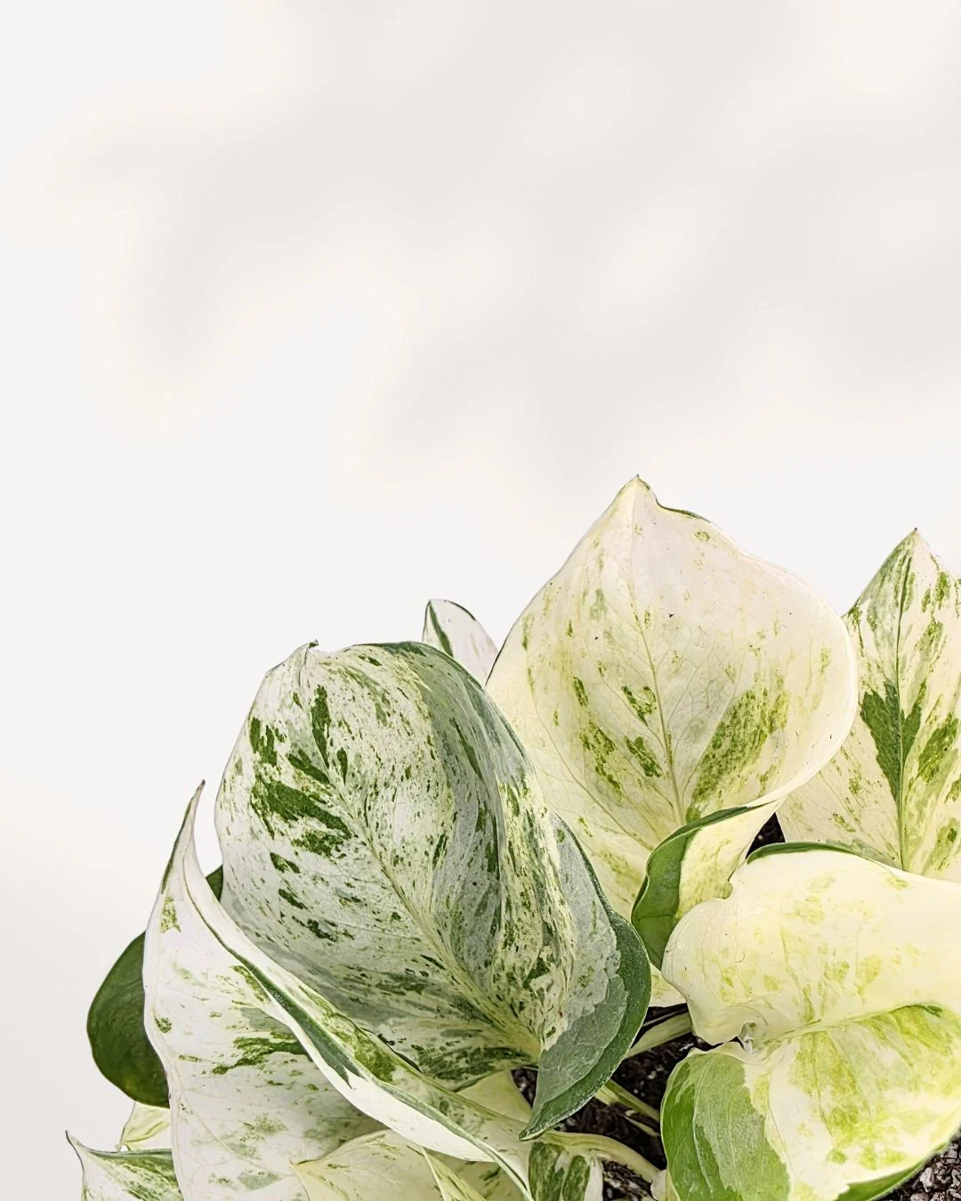 Pothos Majula - Epipremnum Aureum Manjula - Image 2