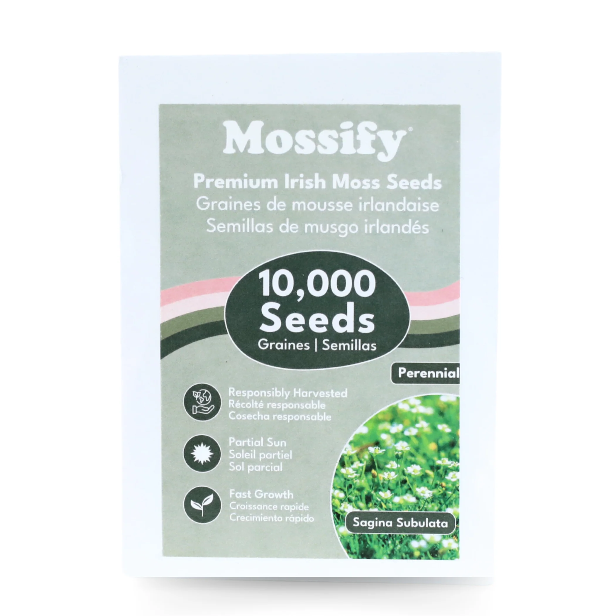 Premium Irish Moss Seeds - Sagina Subulata Seeds - Image 3