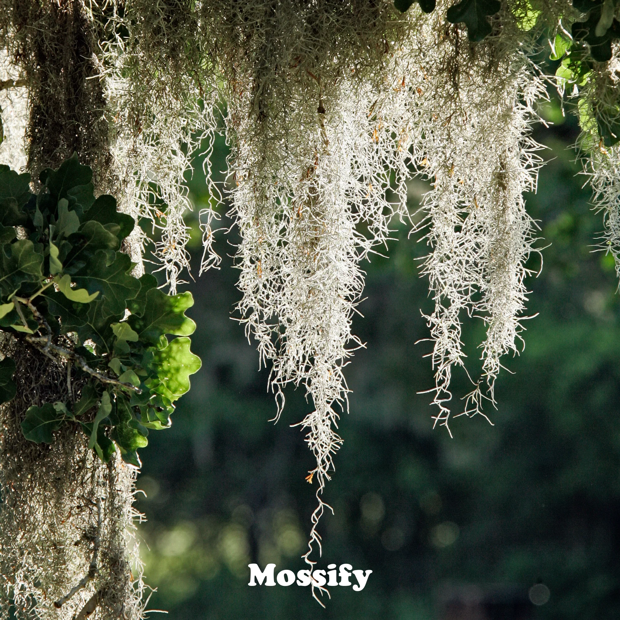 Premium Spanish Moss - Image 11