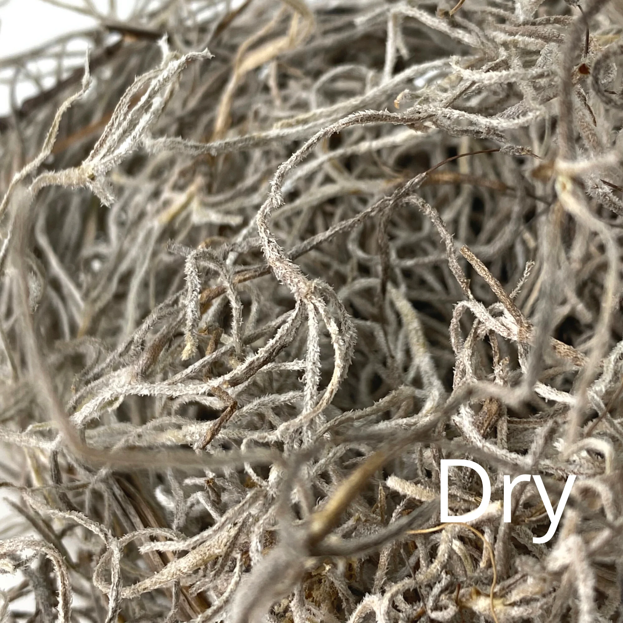 Premium Spanish Moss - Image 12