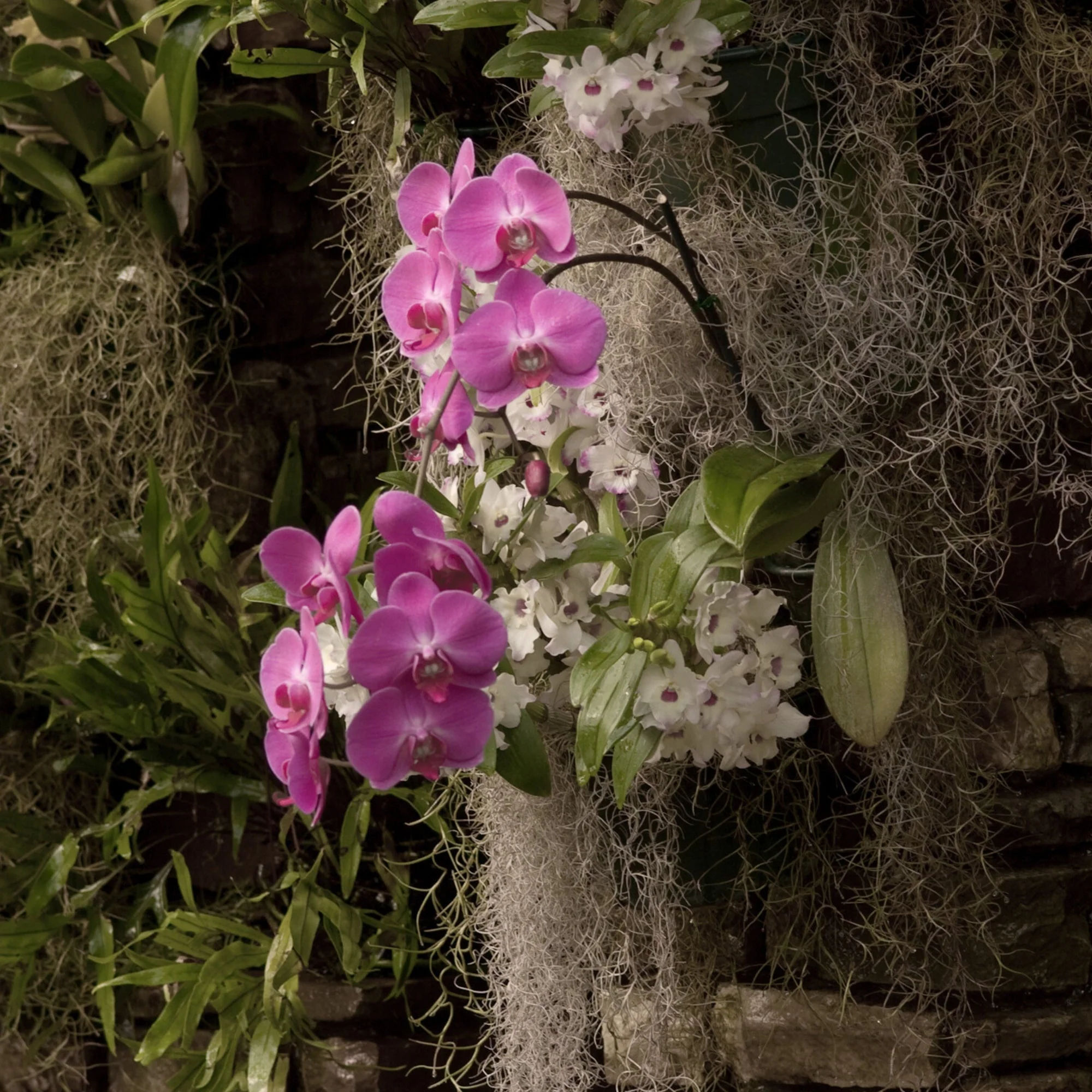 Premium Spanish Moss - Image 8