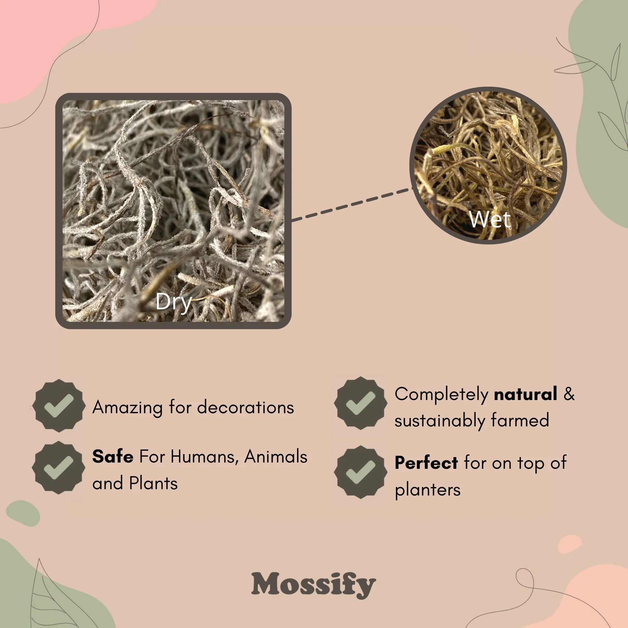 Premium Spanish Moss - Image 9