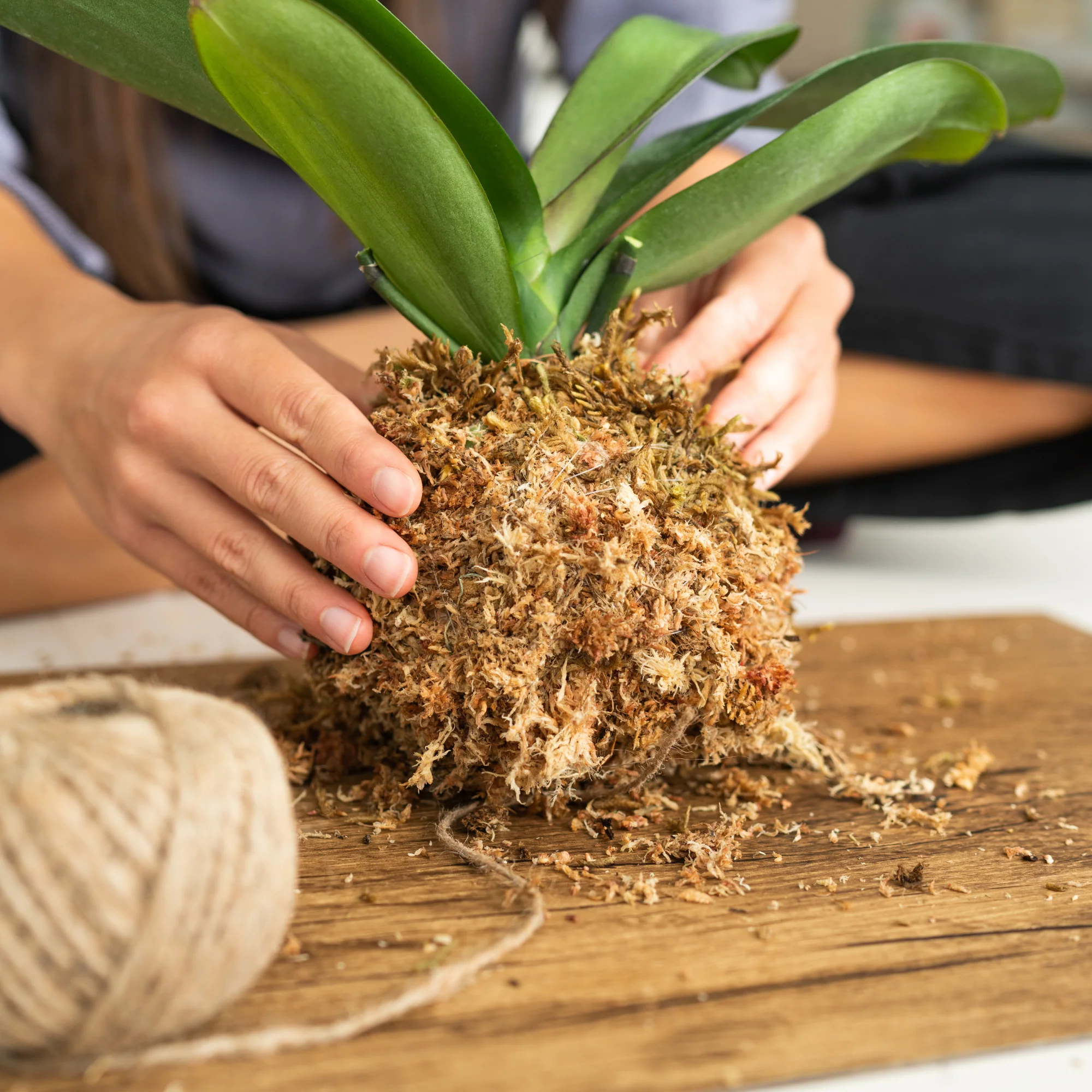 Premium Sphagnum Moss - Image 10