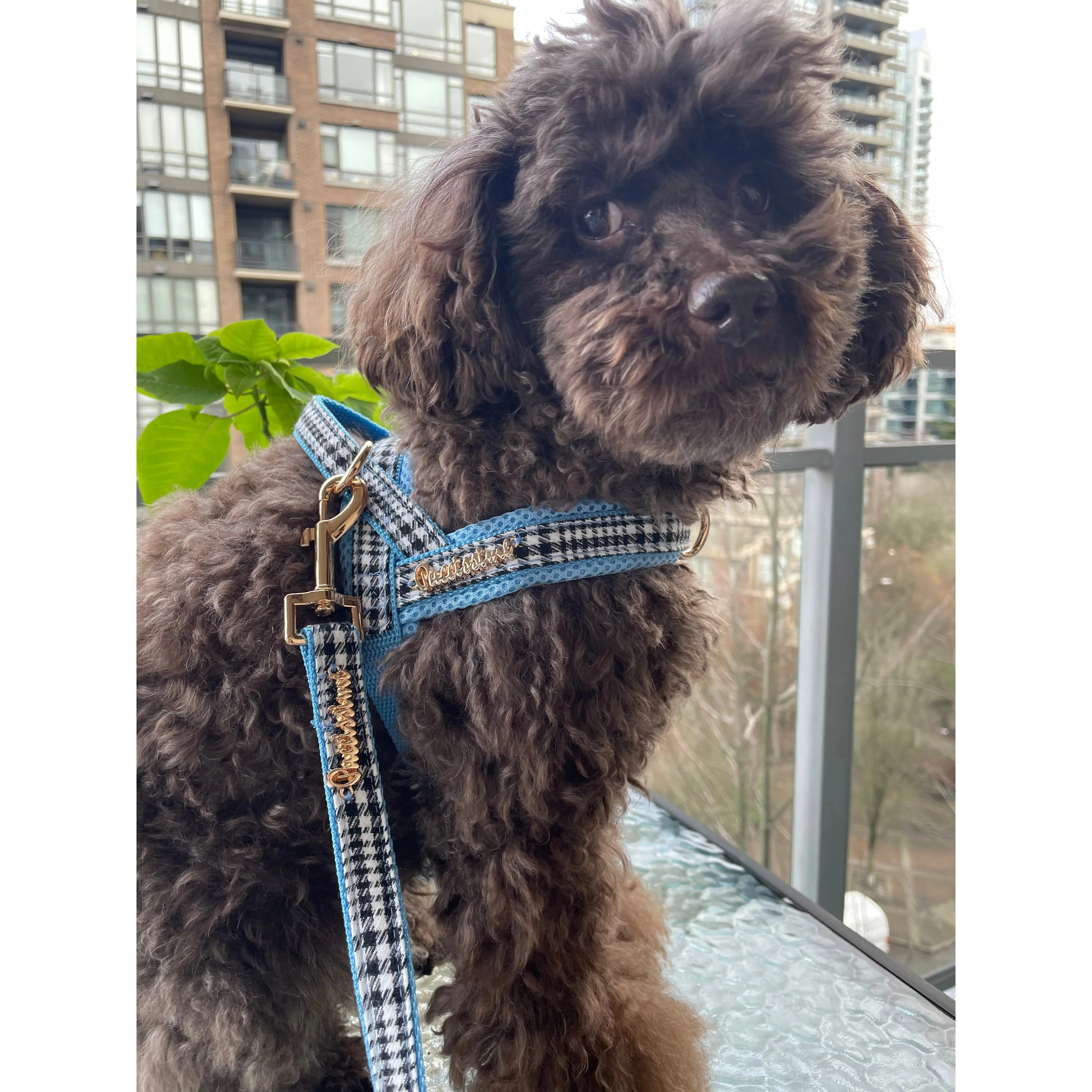 Prince Houndstooth Blue One-Click Dog Harness - Image 2