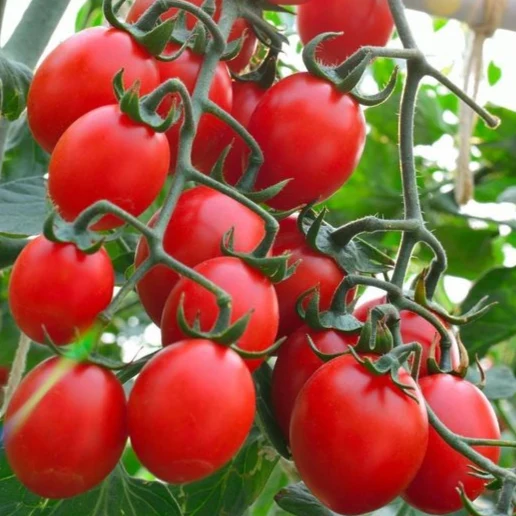 Principe Borghese Tomato - Image 2