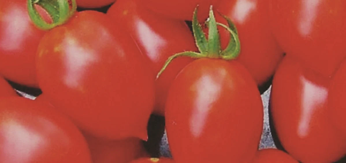 Principe Borghese Tomato - Image 4