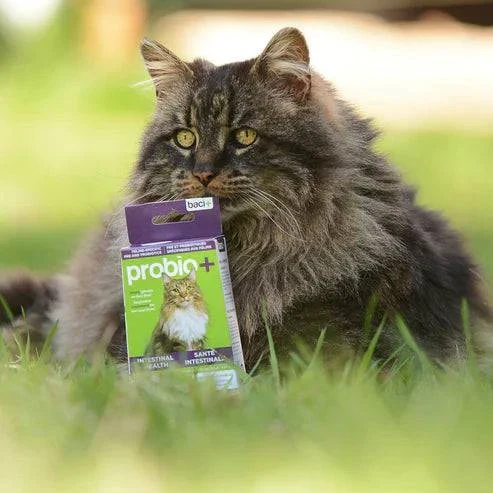 Probio+ – Pré & Probiotiques Naturels pour Chats & Chatons - Image 4