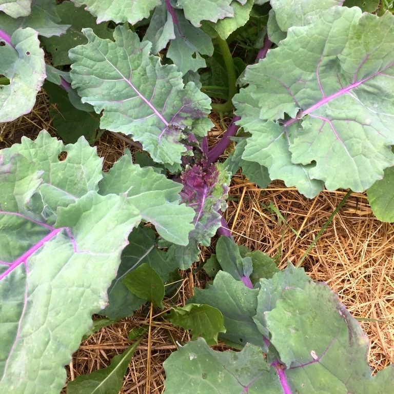 Purple Soft Leaf Kale - Image 2