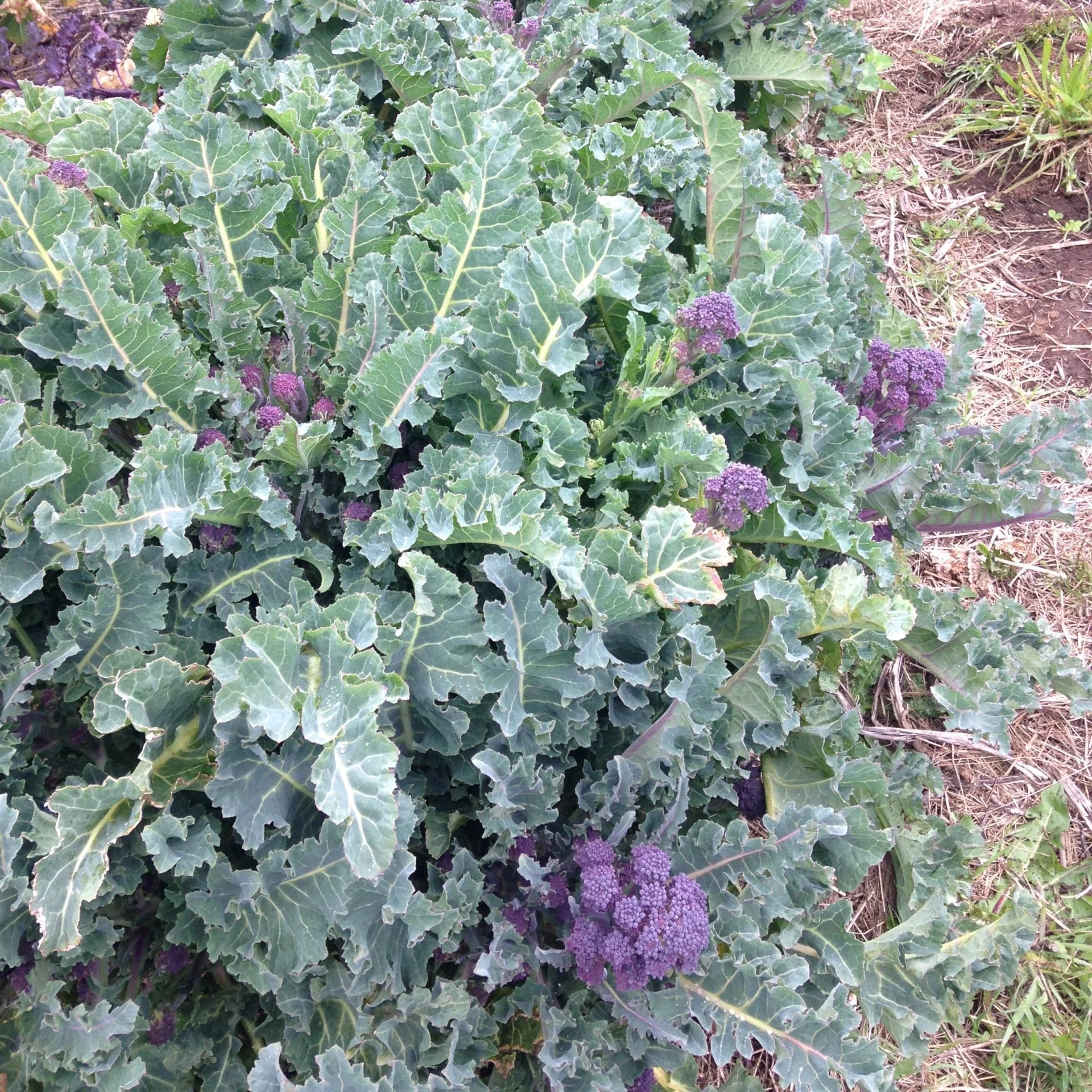 Purple Sprouting Broccoli - Image 2