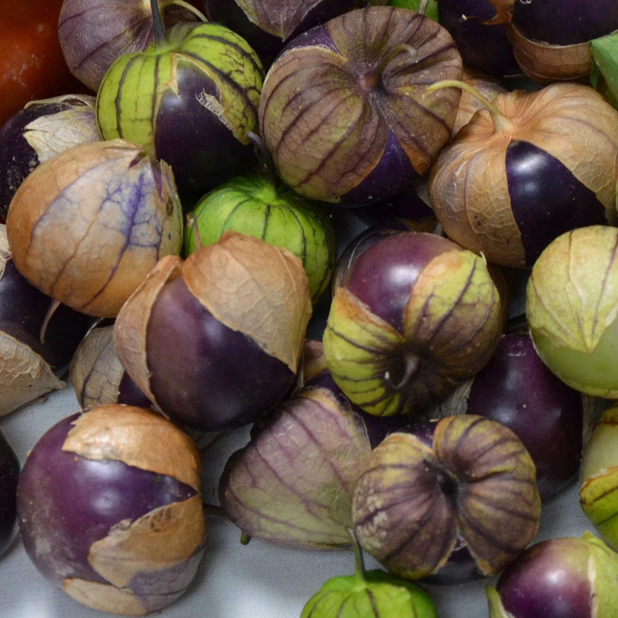 Purple Tomatillo - Image 2