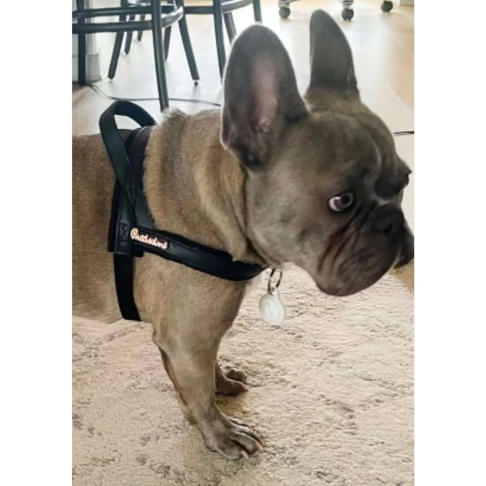 Raven One-Click Dog Harness - Image 2