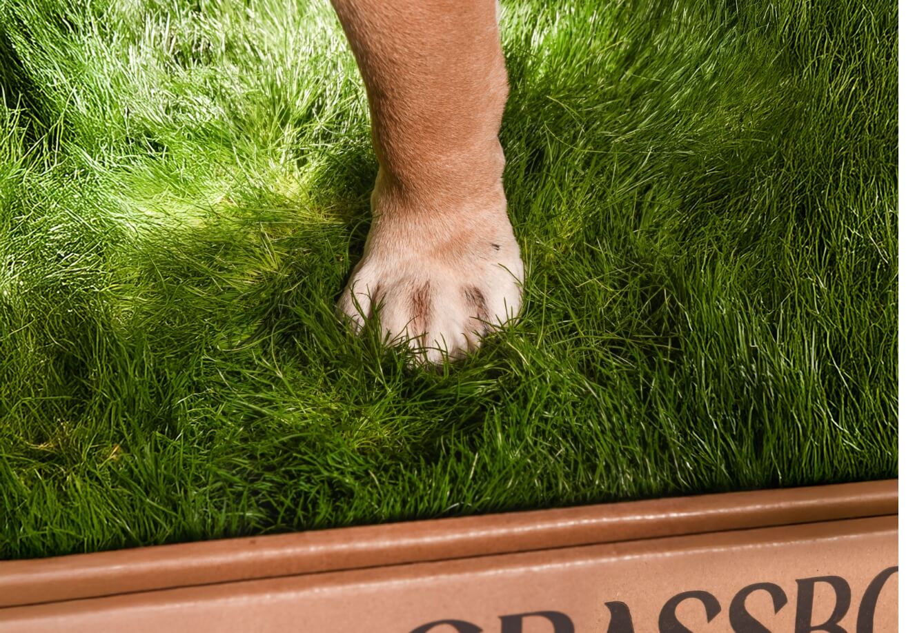 Real GrassBox - Image 6