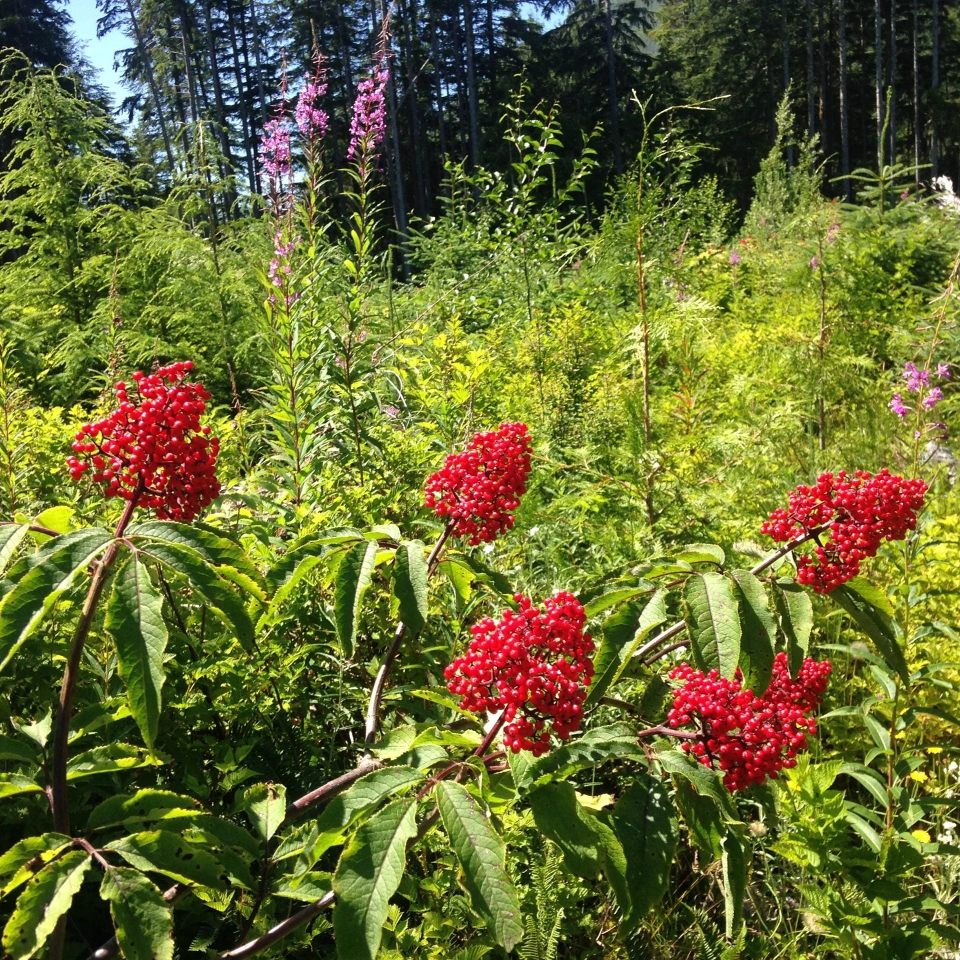 Red Elderberry - Image 2