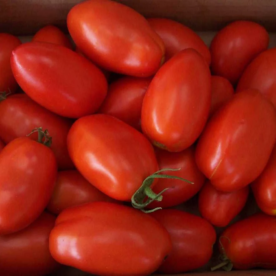 Red Plum Tomato - Image 2