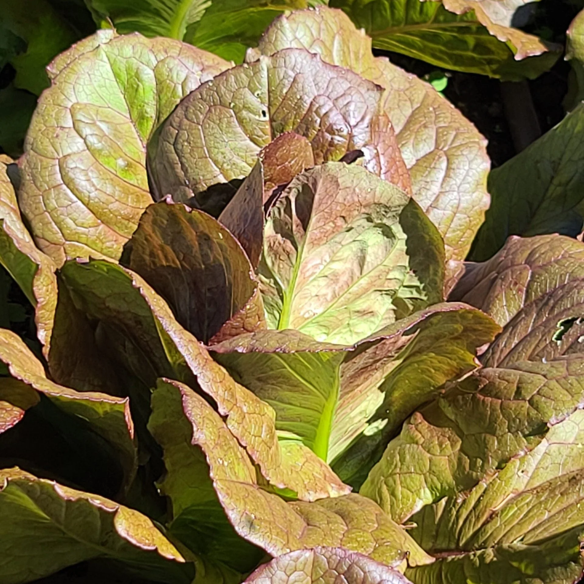 Red Romaine Lettuce - Image 2