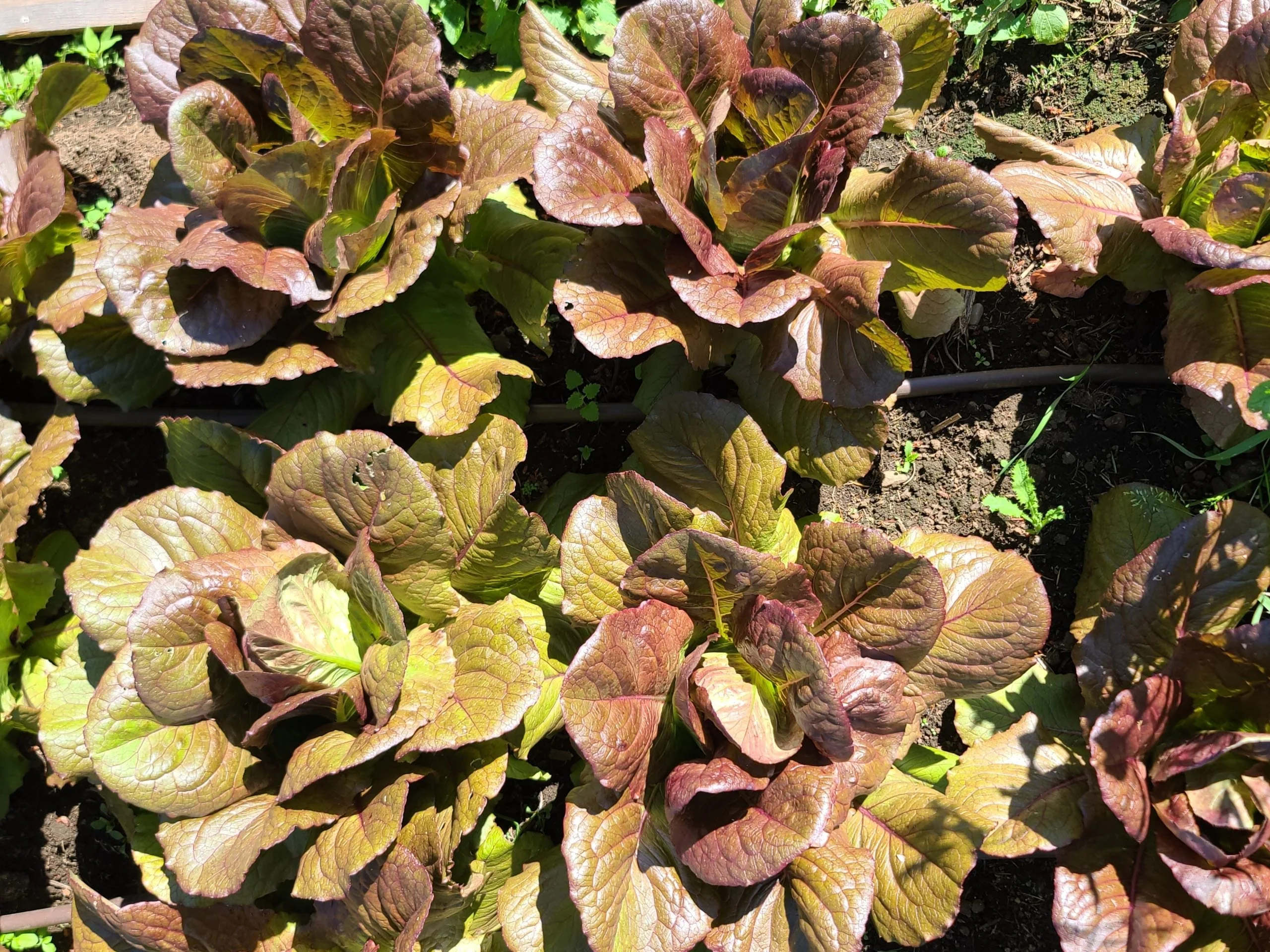 Red Romaine Lettuce - Image 4