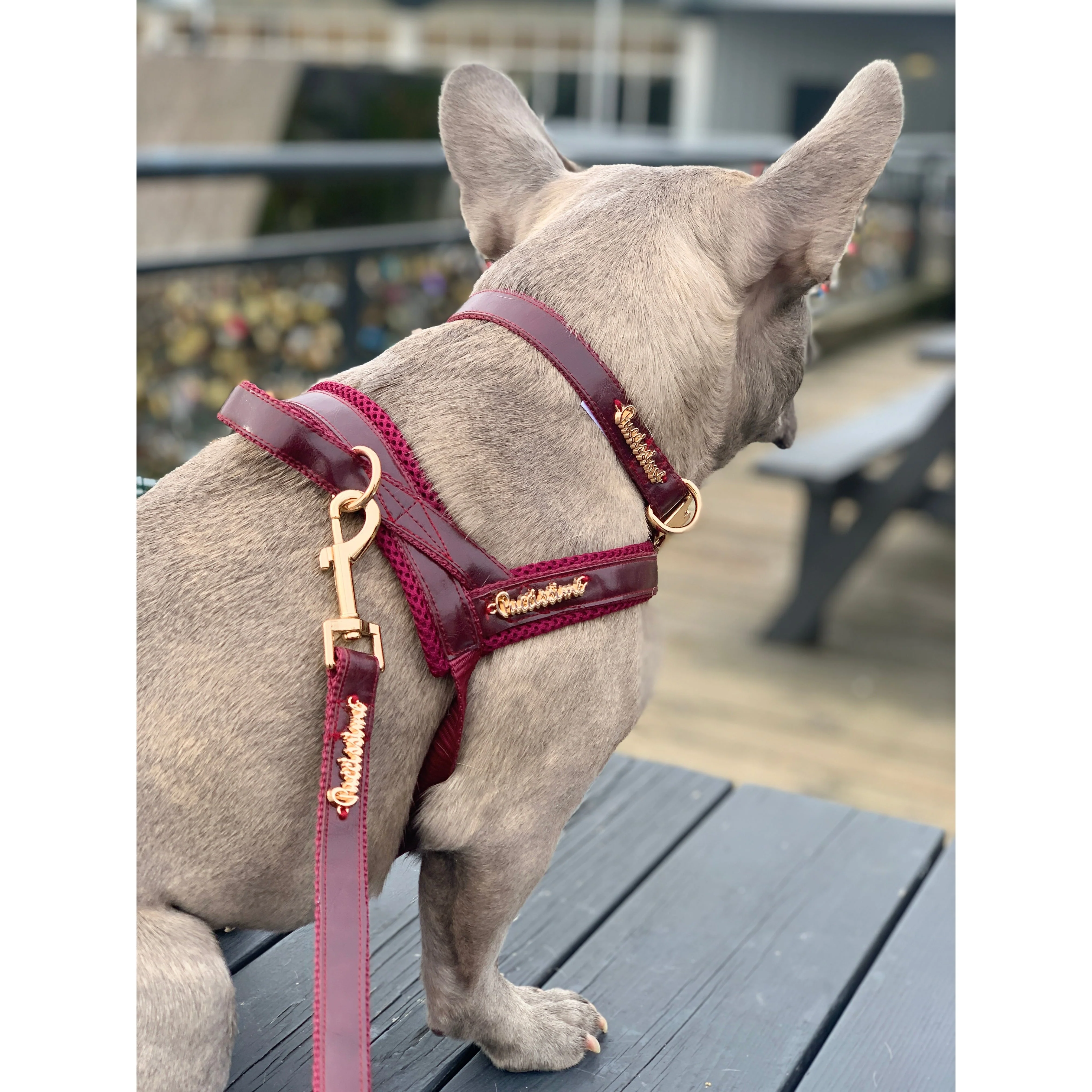 Red Wine leash - Image 2
