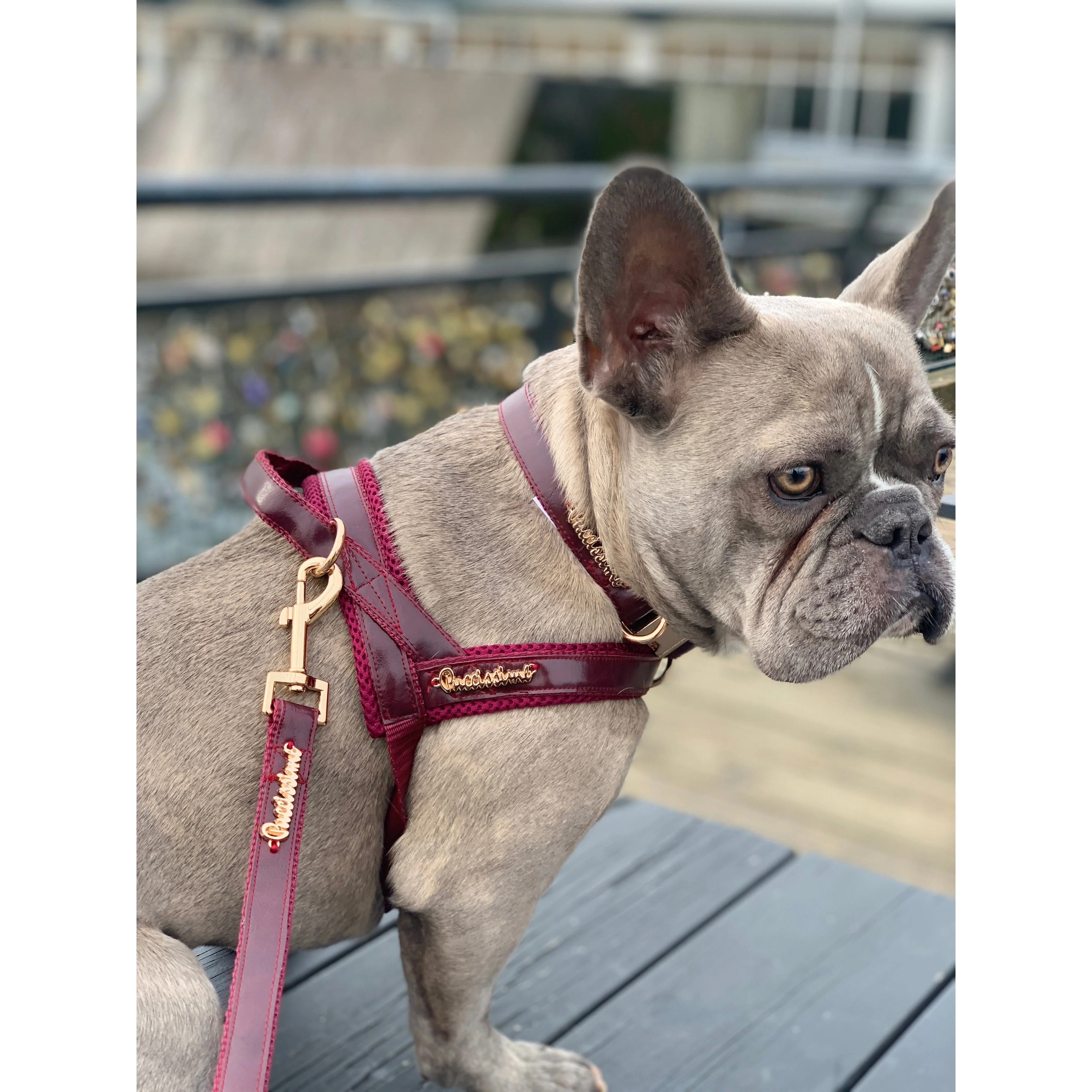 Red Wine One-Click Dog Harness - Image 8
