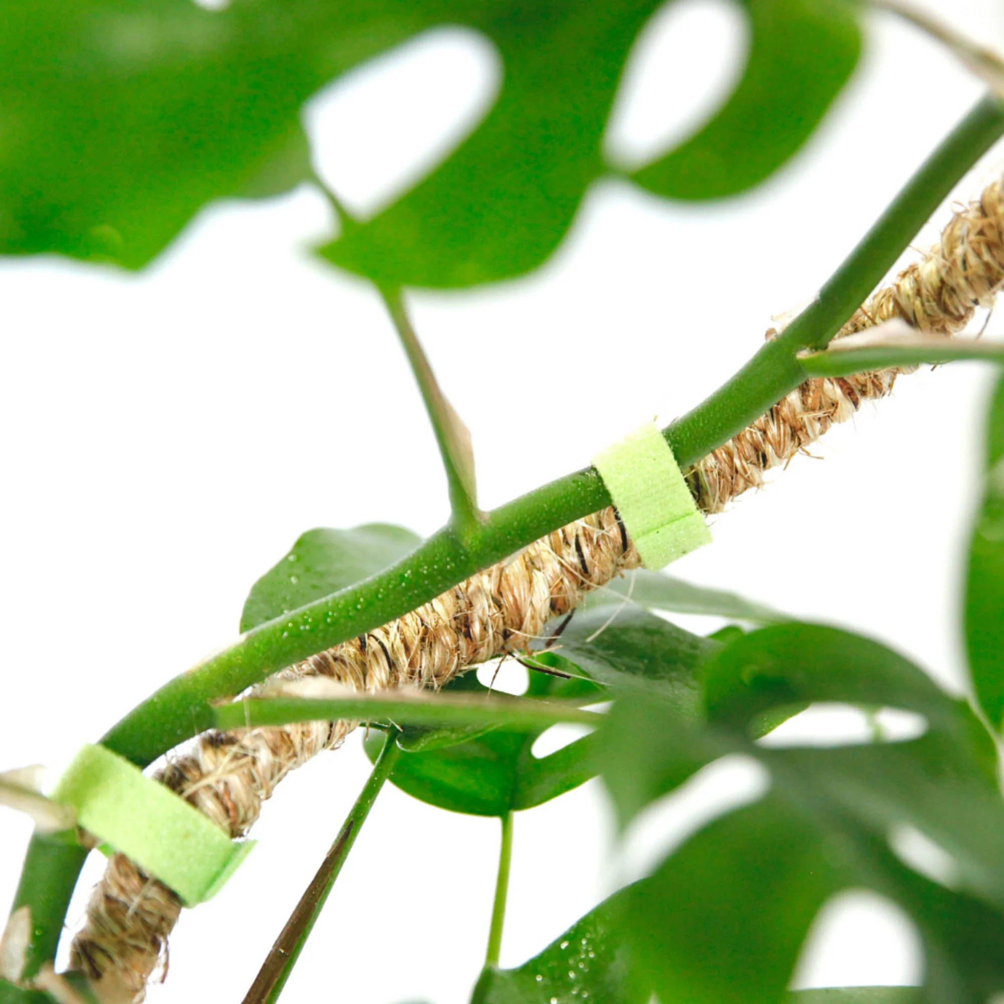 Reusable Plant Tape - Image 4