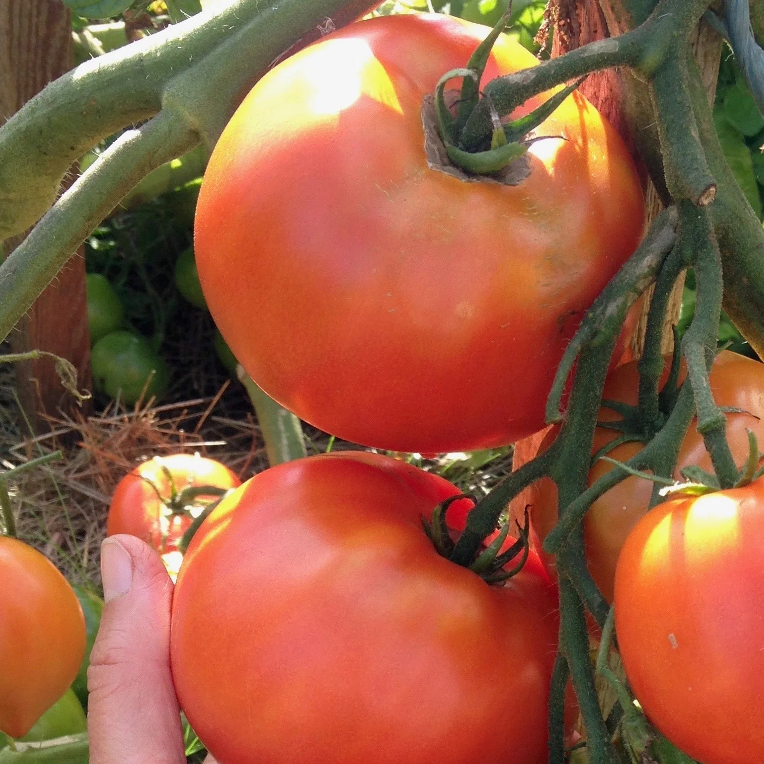 Rocket Tomato - Image 2