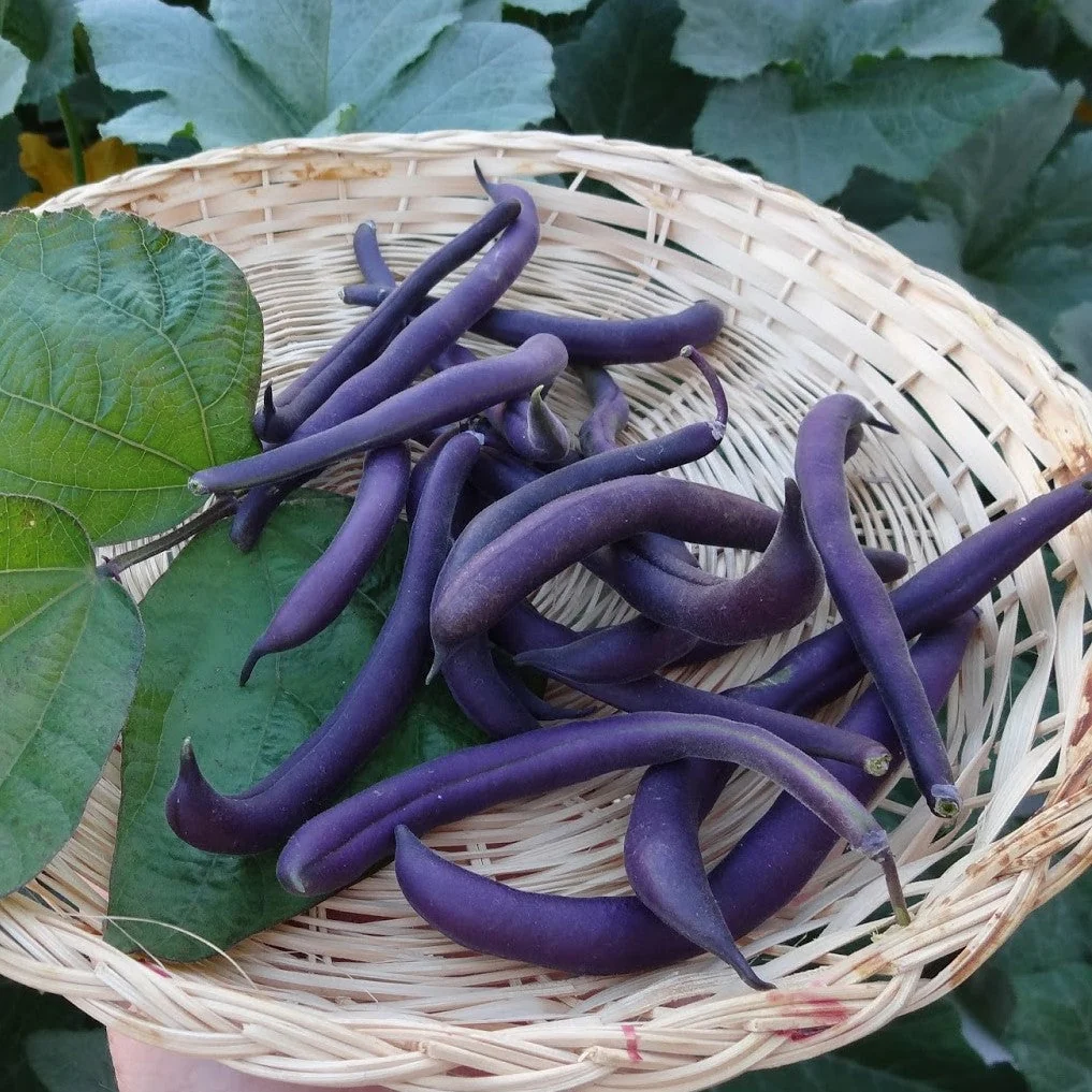 Royal Burgundy Bush Bean - Image 2