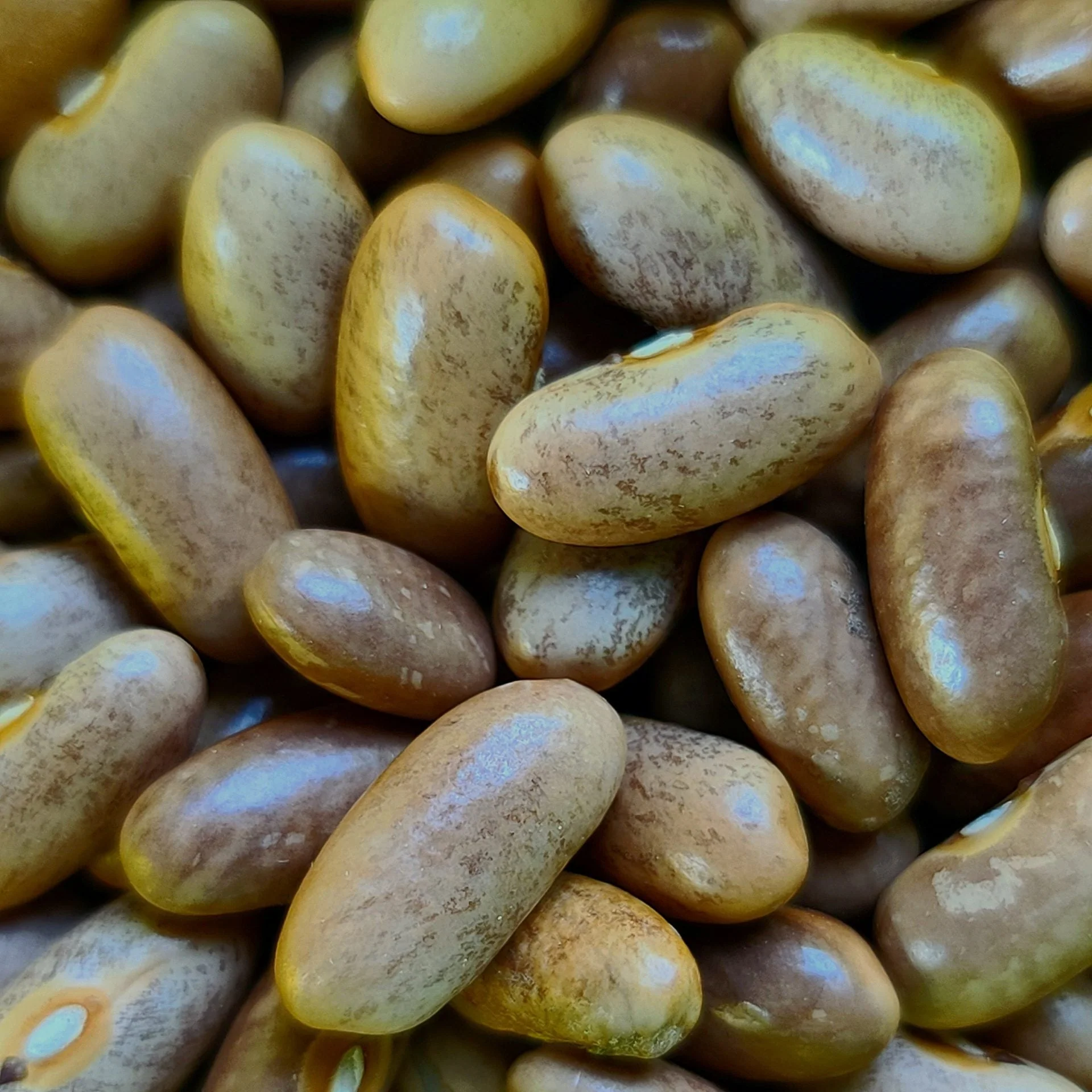 Royal Burgundy Bush Bean - Image 3