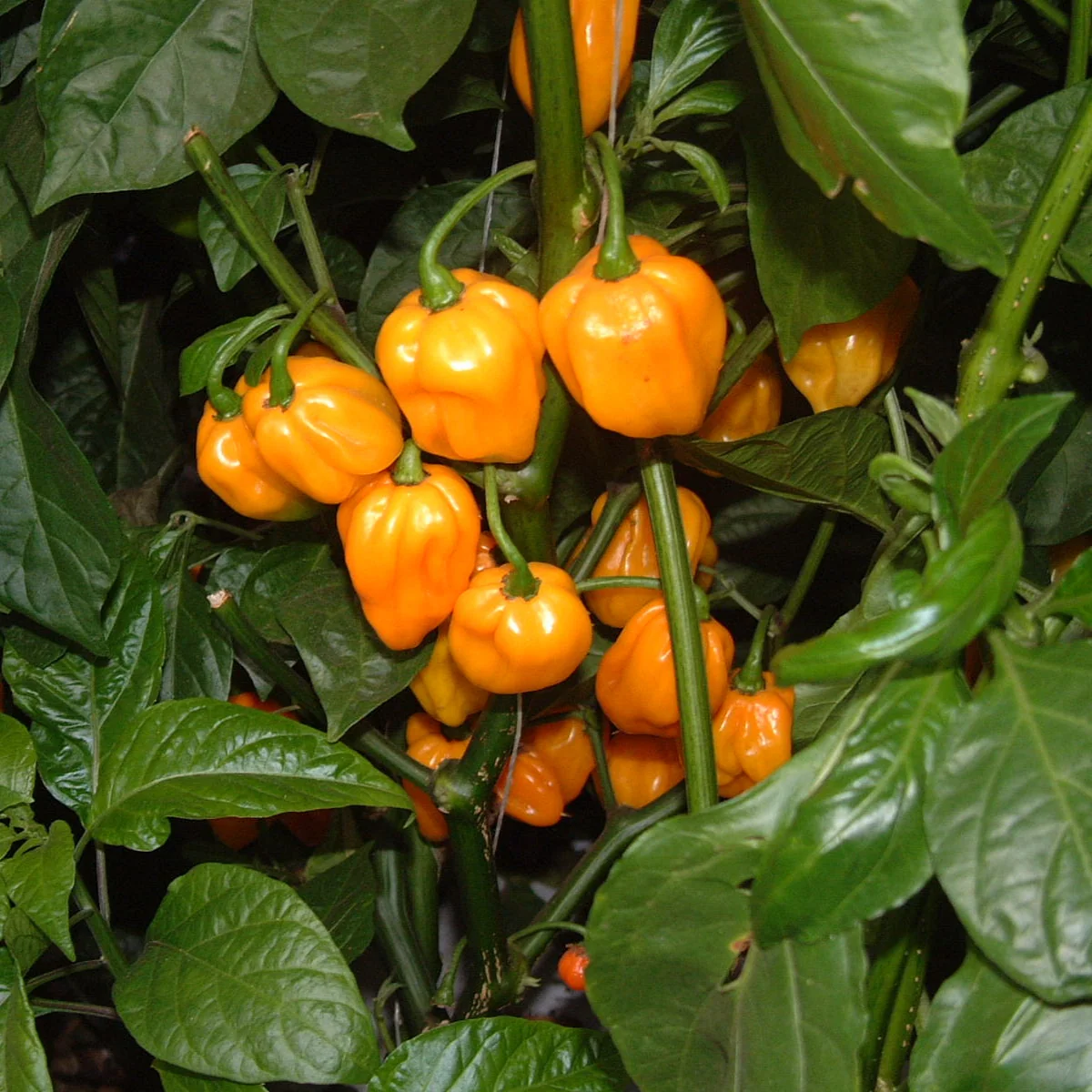 Scotch Bonnet Pepper - Image 2