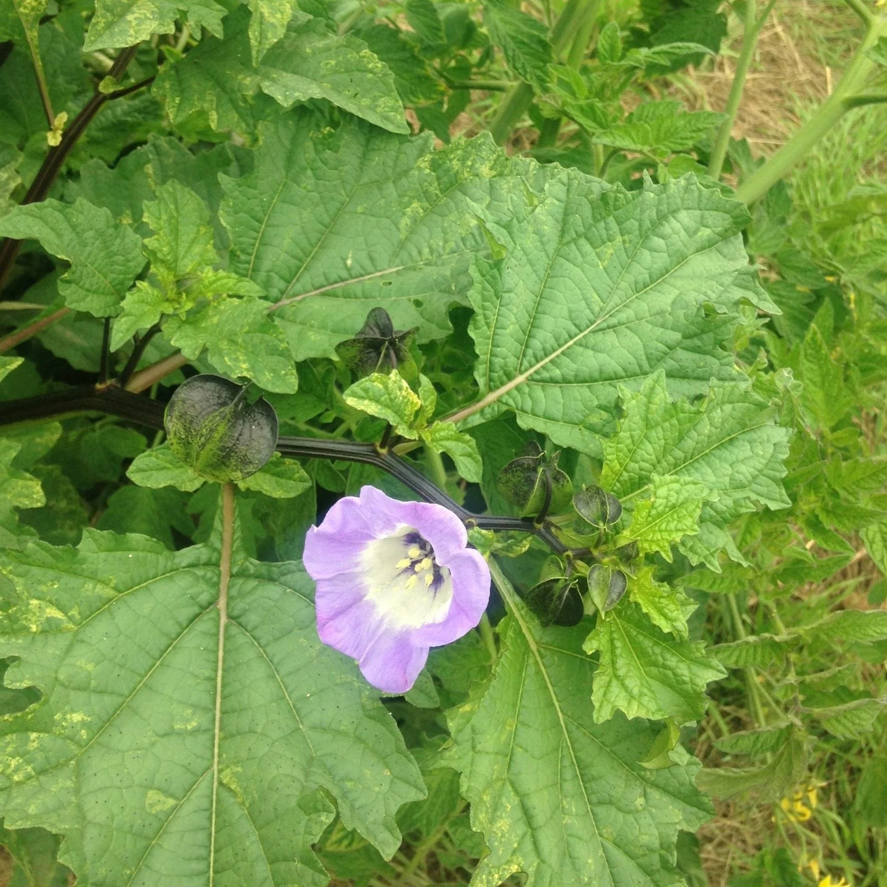 Shoofly/Black Chinese Lantern - Image 2