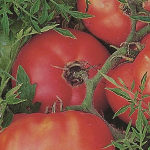 Silvery Fir Tomato - Image 2