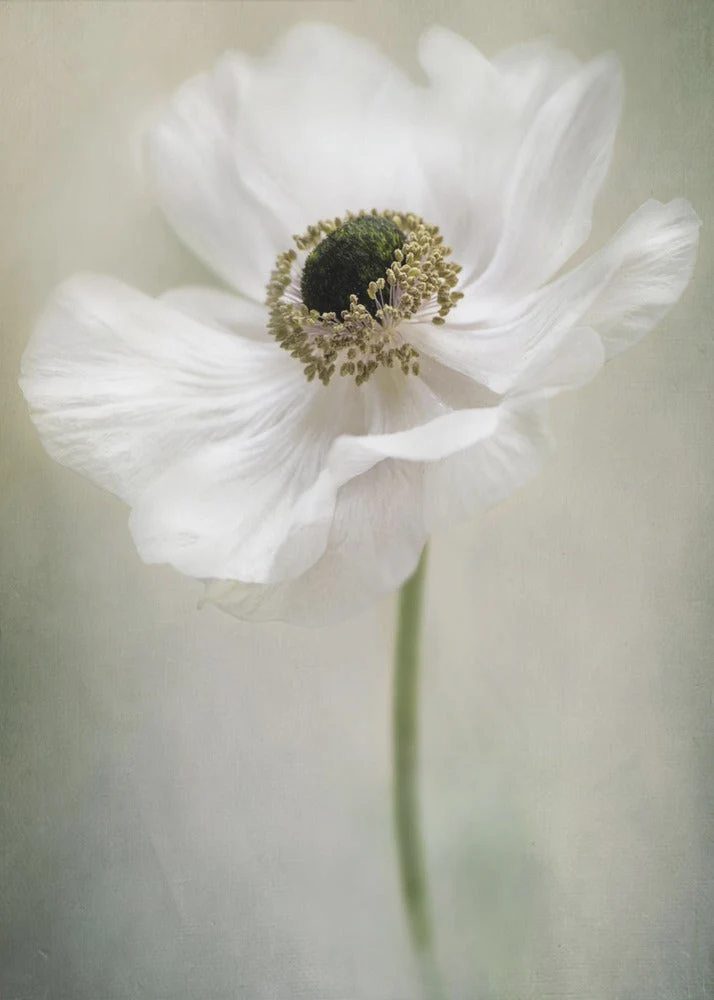 Single White - Image 2