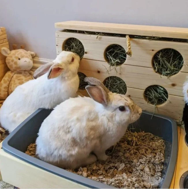 Six Hole Rabbit Hay Feeder & Litter Pan Combo - Image 3